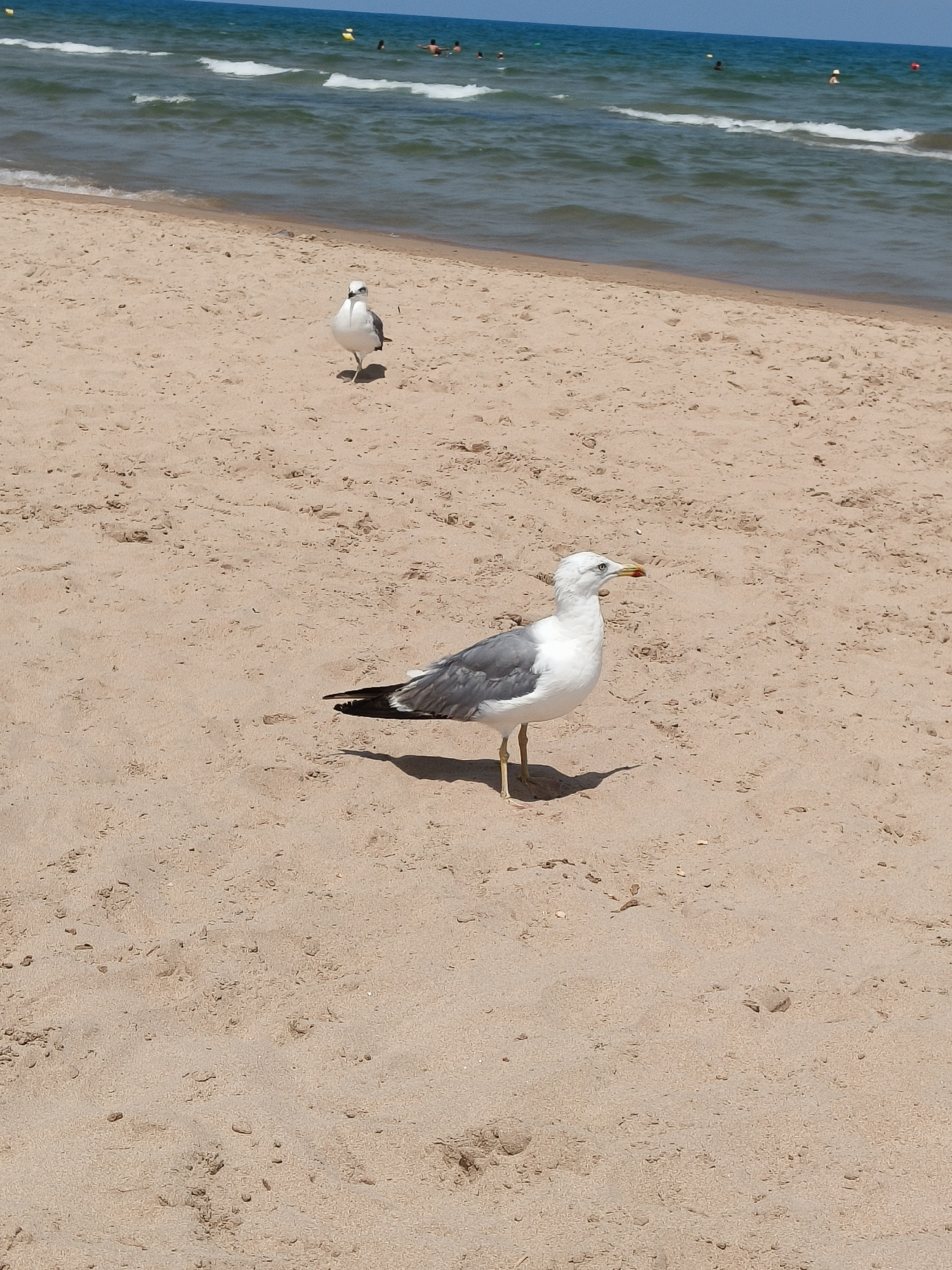 A beach scene in Gandia, Spain, shows a sandy shoreline with the Mediterranean Sea in the background. The water is a mix of blues and greens with small white waves approaching the shore. Several people are visible in the water, appearing to be swimming or wading. Two seagulls are on the sand. One seagull is closer to the foreground, facing to the right, with its wing partially extended. The other seagull is further back, facing the viewer. The sand is light brown and appears to be textured with small pebbles and debris. The sky is a clear blue.