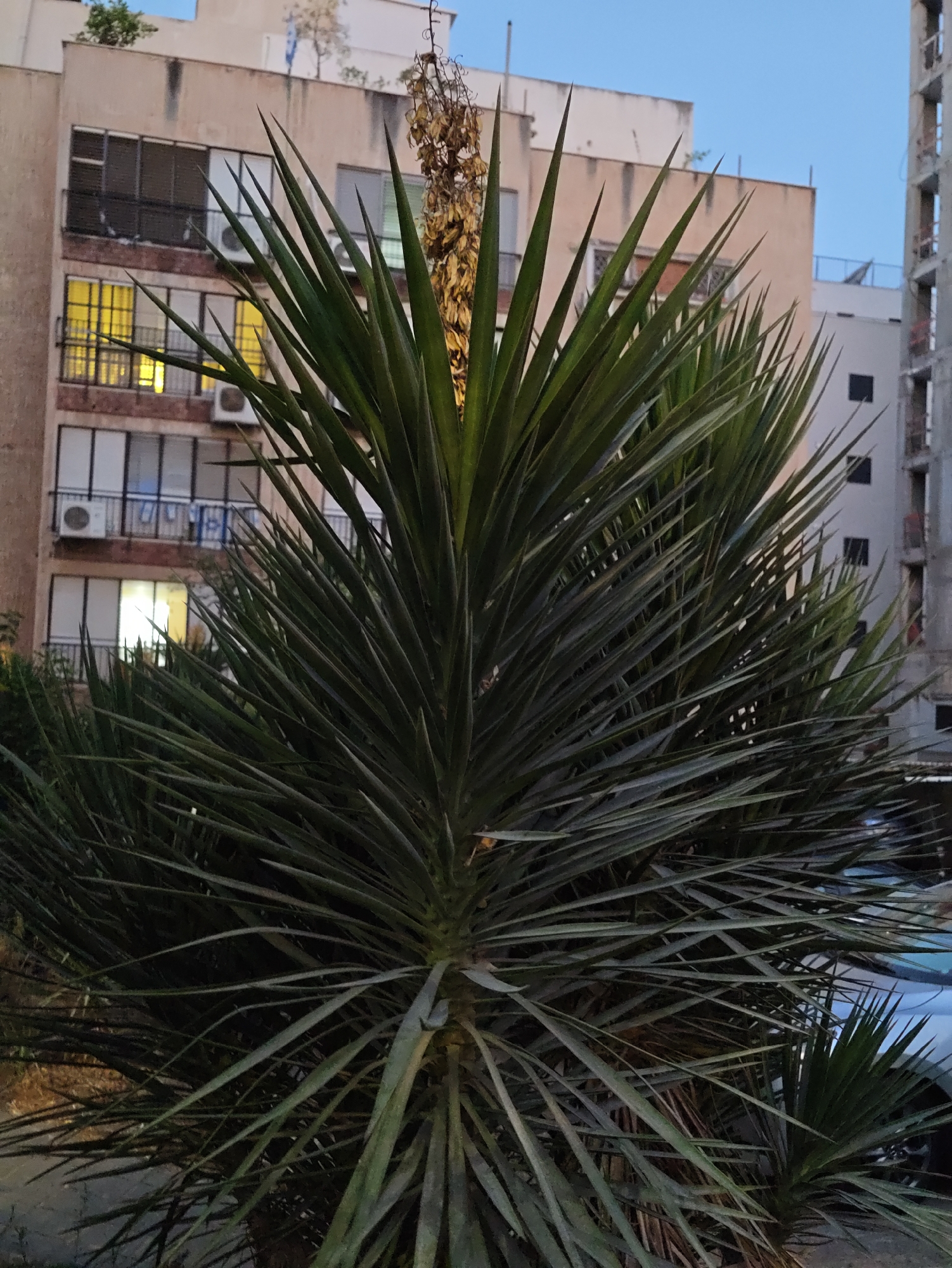 In the city of Petah Tikva, Israel, a close-up shot focuses on the spiky, green leaves of a yucca plant in the foreground, obscuring much of the background. Behind the foliage, an apartment building with several floors is visible. The building's facade is a pale pinkish-beige, and its windows are a mix of dark-paned and brightly lit, with yellow light emanating from some. Air conditioning units are mounted on some of the windows. A partially constructed building, featuring exposed concrete and rebar, stands to the right of the apartment building. The sky above is a clear, pale blue, suggesting it is either early morning or late evening. The scene is illuminated by the ambient light of the sky and interior lights of the apartment building.