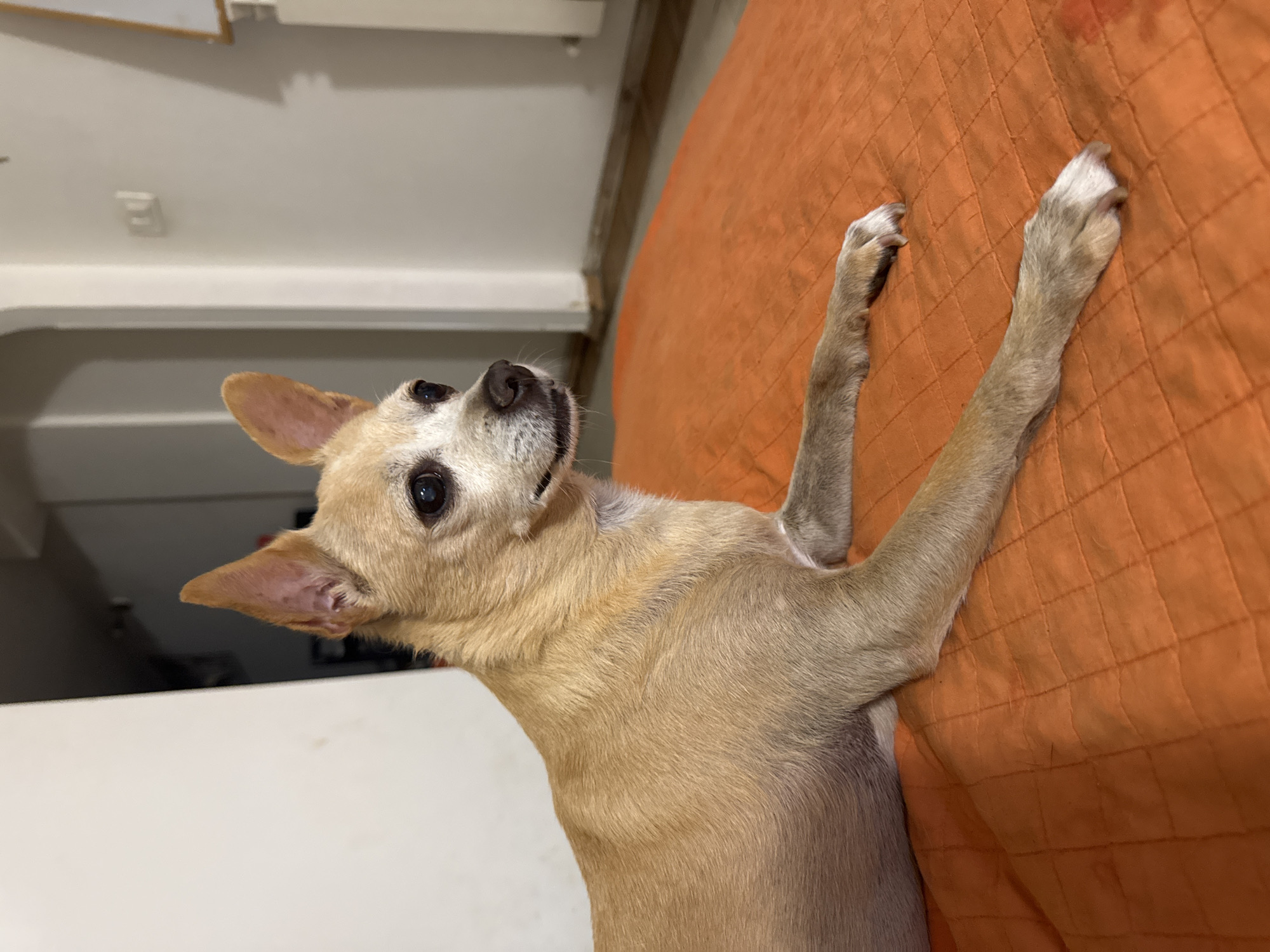 In this image, a tan Chihuahua dog is the central subject, positioned on an orange quilted surface. The dog is looking upwards and to the left with its body angled towards the right. Its front paws are extended on the orange surface, and its back legs are not fully visible. The dog has large ears, dark eyes, and a dark nose. The fur on its face shows some graying around the muzzle and eyes, suggesting it may be an older dog.
The background is out of focus but suggests an indoor setting. To the left, a white wall is visible with what appear to be ceiling beams or architectural elements. There is a slight shadow or reflection on the wall. The orange surface the dog is lying on has a quilted pattern with small diamond shapes. The lighting in the image appears to be artificial, casting soft shadows. The overall mood is relaxed, as the dog seems comfortable and perhaps curious about something above or to the side. No text is visible in the image. The image is cropped to focus on the dog and its immediate surroundings.