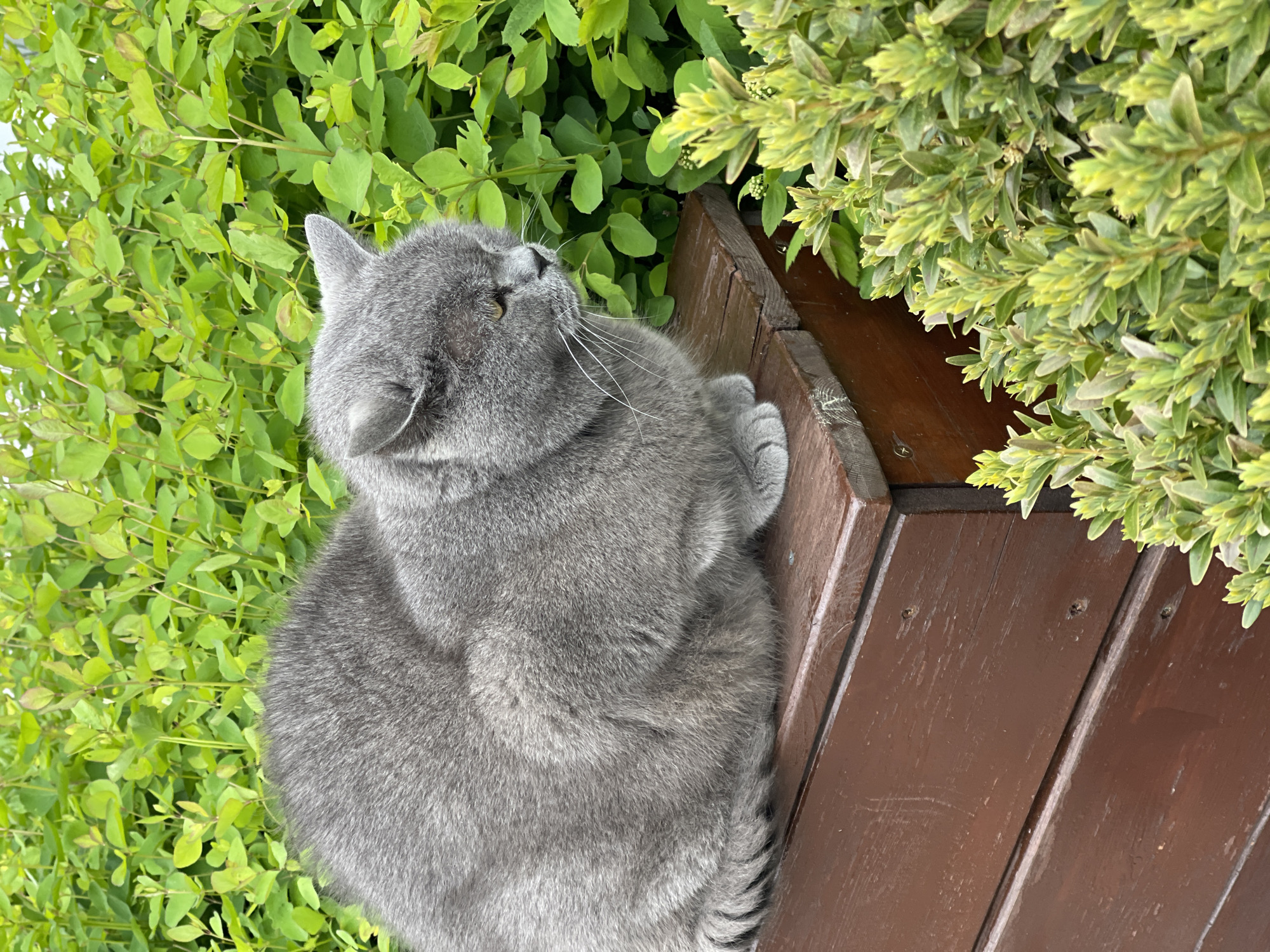 A gray, adult cat sits perched on a wooden structure, possibly a bench or planter, positioned in an outdoor setting. The cat is surrounded by green foliage of varying textures and hues. Some foliage is a lighter green with smaller leaves, while other parts show denser, yellowish-green leaves. The wooden structure is made of brown boards. The cat is looking upwards.
Based on prior information, the image was taken in Zelenogradsk, Russia.