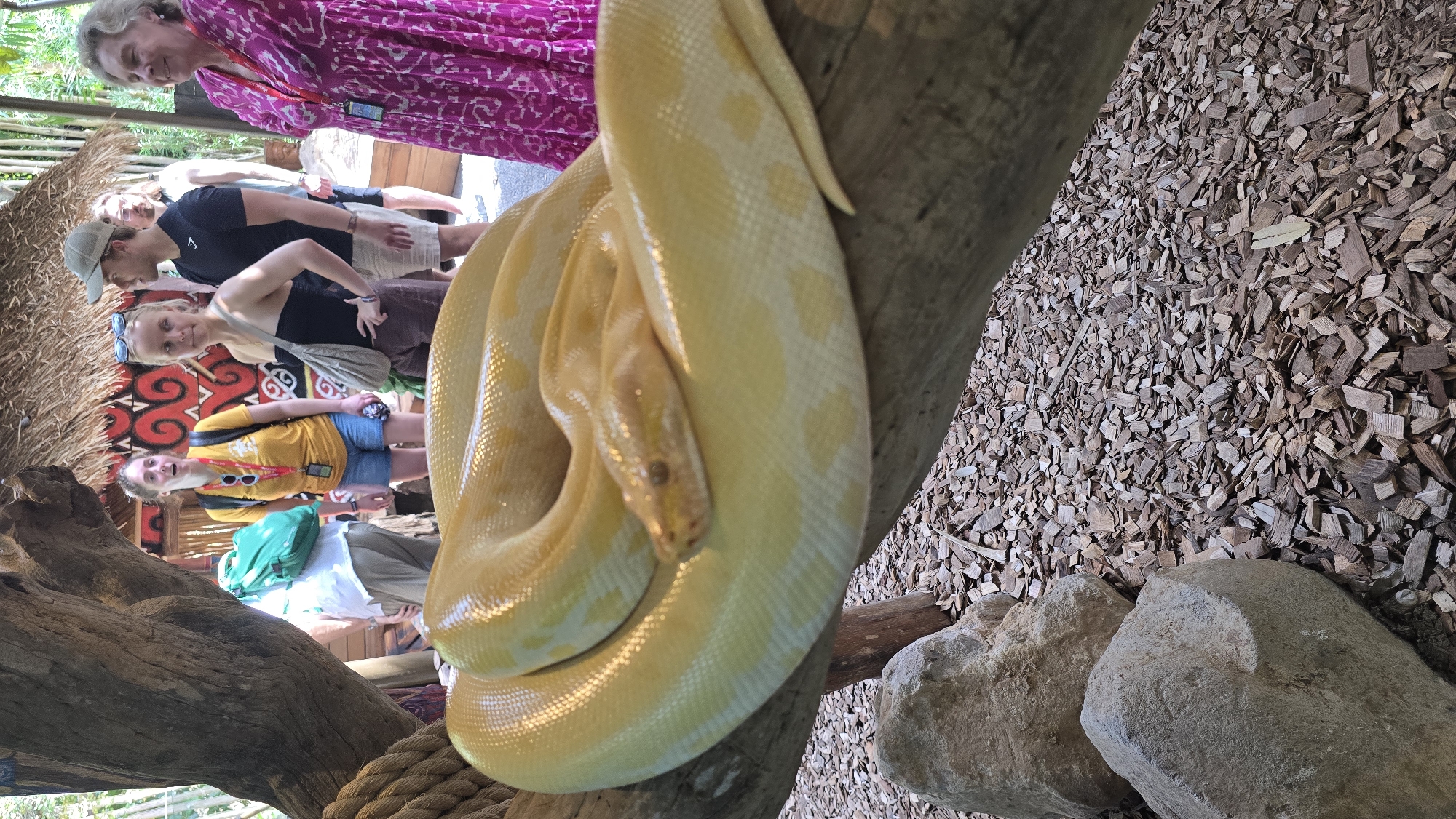 A large, light yellow snake with tan spots, possibly a python, is coiled around a thick, rough tree branch. Mulch covers the ground around the branch. In the background, a group of people are gathered near a building decorated with red and black patterns. One woman is wearing a bright pink dress. This photo may be taken in the city of Celuk, Indonesia.