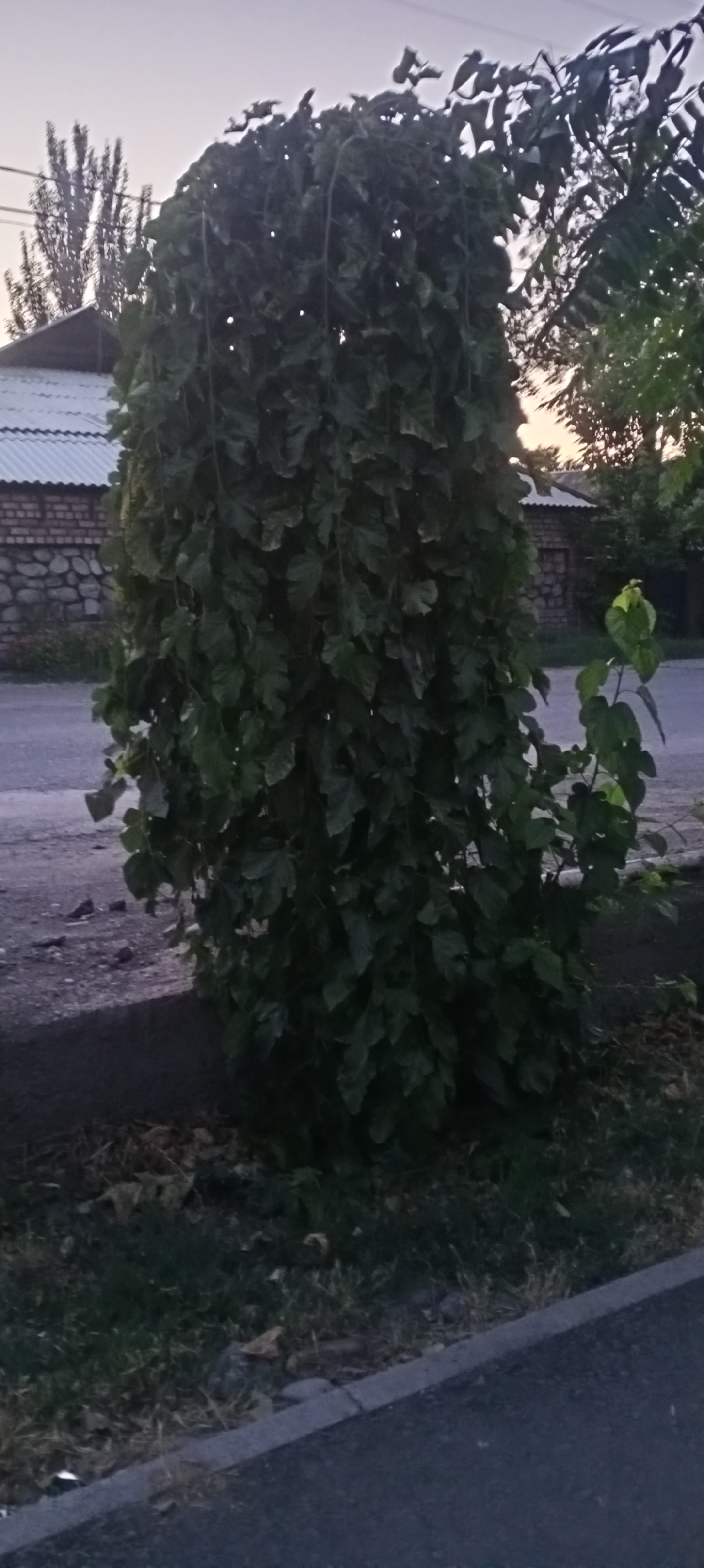 A tall, dense tree with large green leaves dominates the foreground of this outdoor image, its branches cascading downwards. The tree is situated on a grassy area bordered by a paved road and a concrete curb. In the background, a building with a corrugated metal roof and a stone wall is visible, along with other trees and structures, suggesting an urban or suburban setting. The sky is a muted grey, indicating either dawn or dusk. The scene is set in Sokuluk, Kyrgyzstan. No people or animals are present.