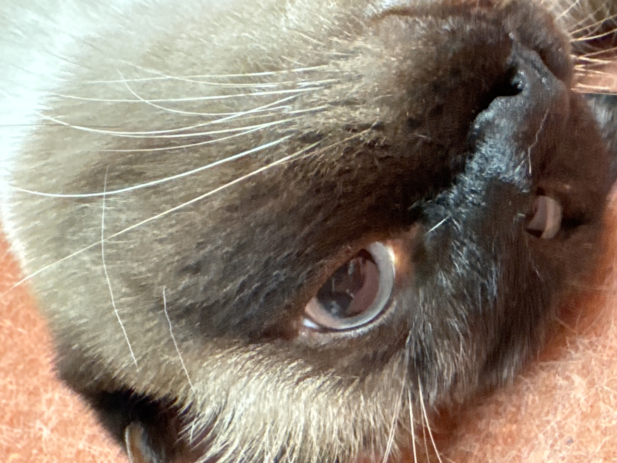 The image is a close-up of a Siamese cat's face, showing its eye, nose, and whiskers. The cat's fur is a mix of light and dark brown, and its eye is a light blue color. The background is a blurry orange. There is no indication of location.