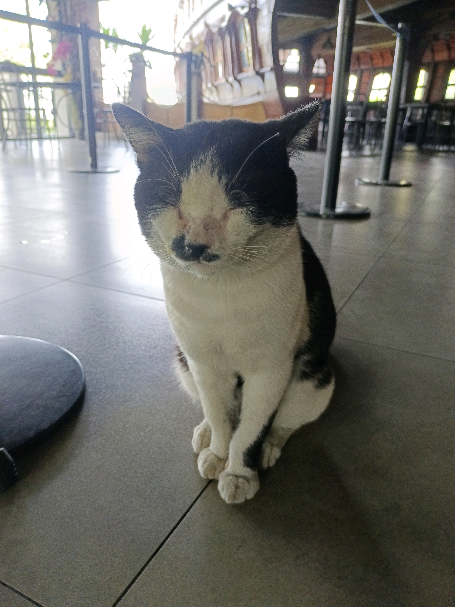 A black and white cat sits on a tiled floor indoors, facing the camera. Its eyes are closed, and it has a visible wound or scar on its face. The cat's fur is predominantly white with black markings on its head, back, and tail. It is sitting with its front paws crossed. In the background, blurred tables and chairs are visible, suggesting a restaurant or cafe setting. Sunlight streams in from large windows, illuminating the space. The floor is made of large gray tiles. This scene appears to be located in Ciburial, Indonesia, given the context provided.