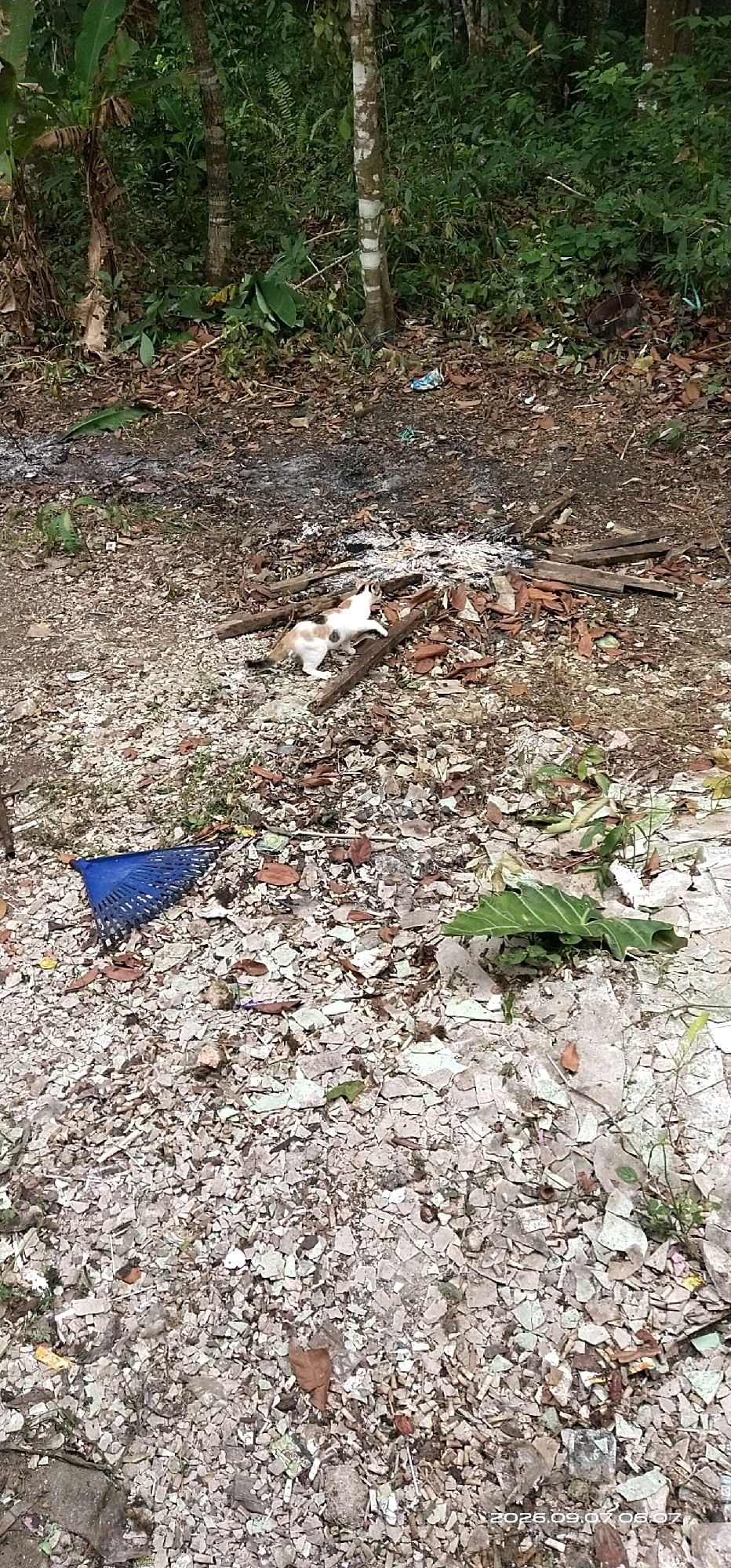 The image depicts an outdoor scene in a wooded area. The ground is covered with debris, including what appears to be broken tiles or concrete, leaves, and scattered pieces of wood. In the center of the frame, a calico cat is visible, standing near a pile of wood and ash. To the left of the cat, a blue plastic rake is lying on the ground. The background consists of dense vegetation and trees, suggesting a natural or semi-wild environment. The scene appears to be in Matabu, Indonesia, as indicated by the date stamp in the lower right corner of the original image, "2025.09.07 06:07". There are no people visible in the image.