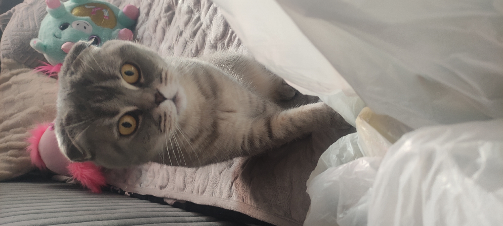 The scene is an indoor domestic environment located in Fryazino, Russia. A grey tabby Scottish Fold cat is centrally positioned, facing the viewer with a direct gaze. The cat exhibits characteristic folded ears, bright yellow eyes with dark, vertically oriented pupils, and prominent white whiskers. Its fur displays a striped grey pattern, transitioning to lighter grey and cream tones on its chest and belly. The cat is in a seated posture, with its front paws resting on a light-colored, possibly textured surface. In the immediate foreground, multiple crumpled white plastic bags are present, partially obscuring the lower portion of the cat. A light-colored, possibly cream or yellow, object is discernible within one of the bags. The background features a light brown quilted blanket or bedspread. To the far left, a section of a dark grey, vertically ribbed fabric item, likely furniture upholstery, is visible. Two plush toys are situated behind the cat: a partially obscured pink toy with pink feathery elements on the left, and a light teal-colored toy with pink accents and a yellow design on the right.