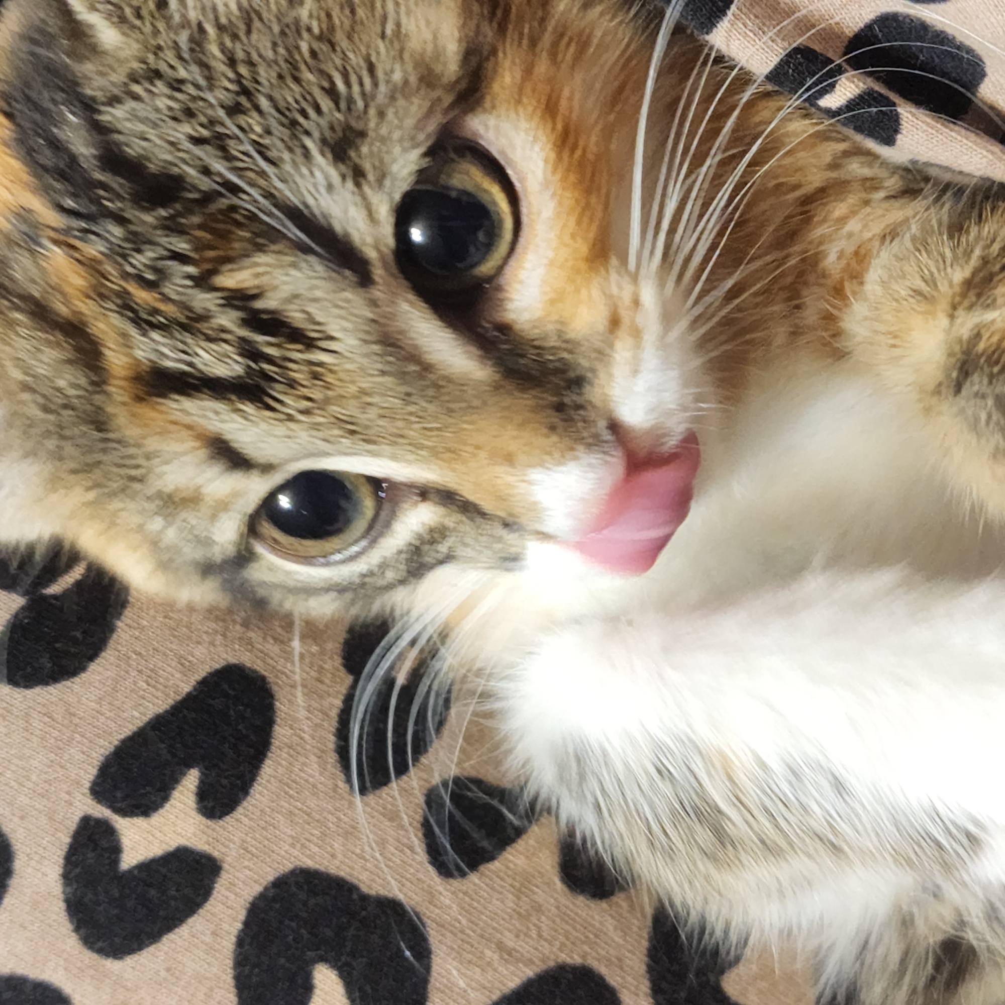 A calico kitten is lying on a patterned fabric with leopard spots. The kitten's face is close to the camera, with its mouth open and tongue out, as if licking something. The kitten has large, round eyes and long white whiskers. The background is the patterned fabric, which is light brown with black spots.