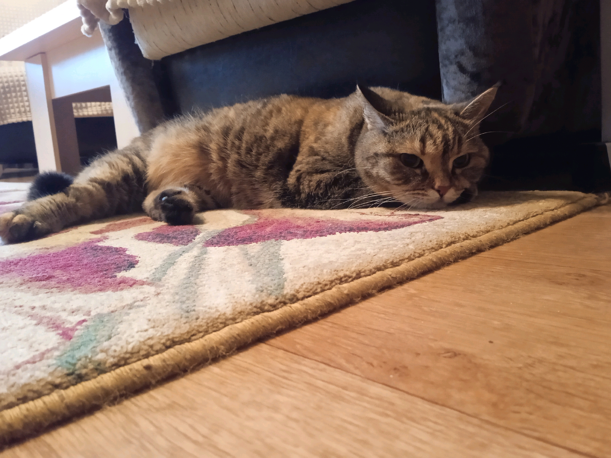 A tabby cat is lying on a rug with a floral pattern. The rug is placed on a wooden floor. In the background, a piece of furniture, possibly a sofa or chair, is visible. The scene appears to be indoors. The image does not provide any information about the city of Lida, Belarus.