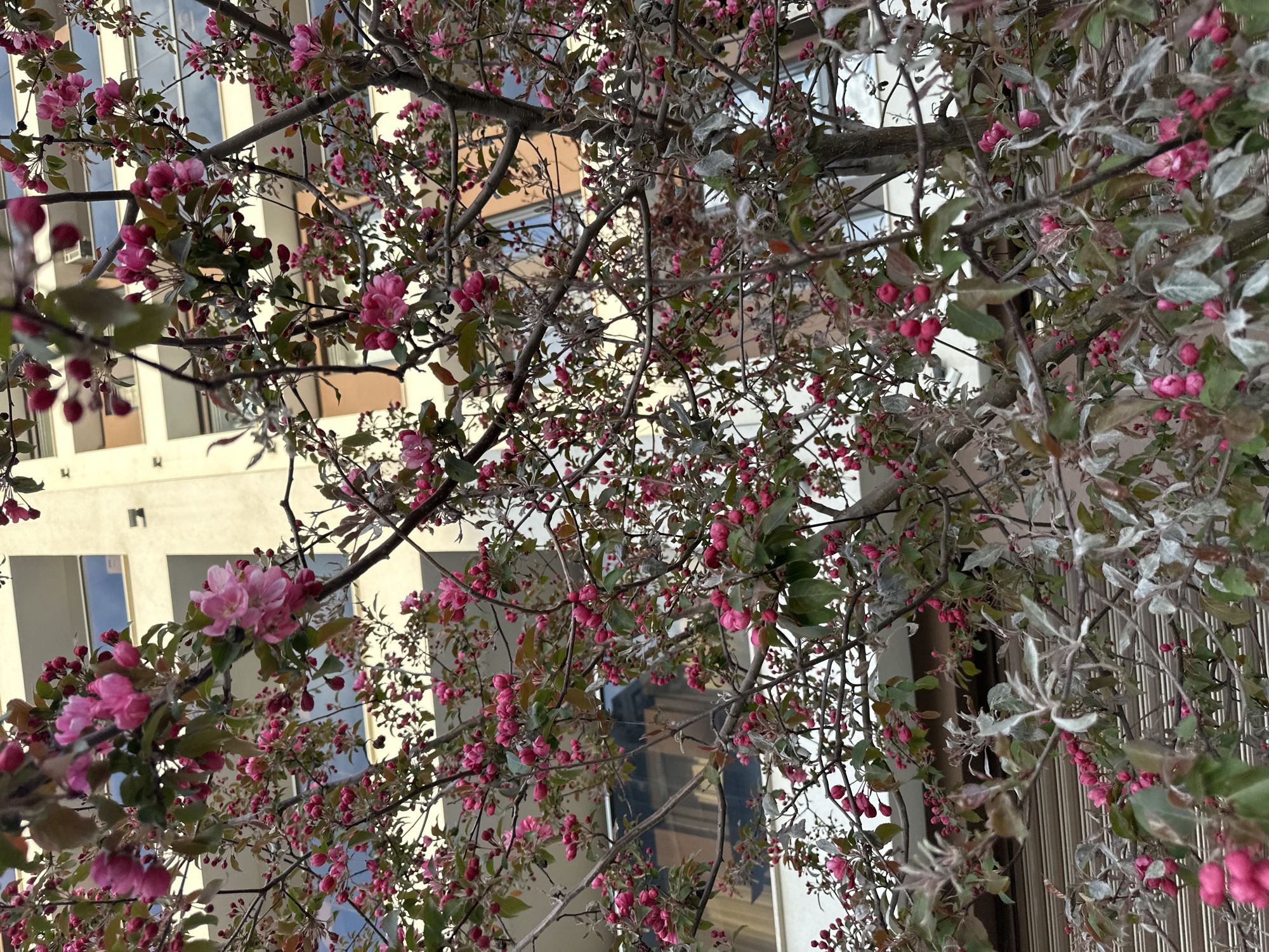 The image presents a close-up view through the dense branches of a blooming tree, characterized by an abundance of vibrant pink flowers and unopened buds. The tree occupies the majority of the foreground, creating a natural, intricate screen. Its dark, gnarled branches are covered with clusters of small, brightly colored blossoms, some fully open and others tightly furled. Interspersed among the flowers are green leaves, with some areas, particularly on the right side of the frame, showing leaves with a distinct silvery or pale green coating.
In the background, behind the intricate network of branches and blossoms, stand modern urban buildings. These structures are light-colored, possibly beige or off-white, featuring large, reflective windows that mirror sections of the sky and adjacent architecture. The reflections suggest clear, daytime conditions, likely spring, given the profusion of blooms. The composition looks slightly upwards through the tree toward the buildings, placing the viewer within the foliage. The scene evokes a sense of spring in an urban environment, specifically set in Sofia, Bulgaria. There is no visible text within the image.