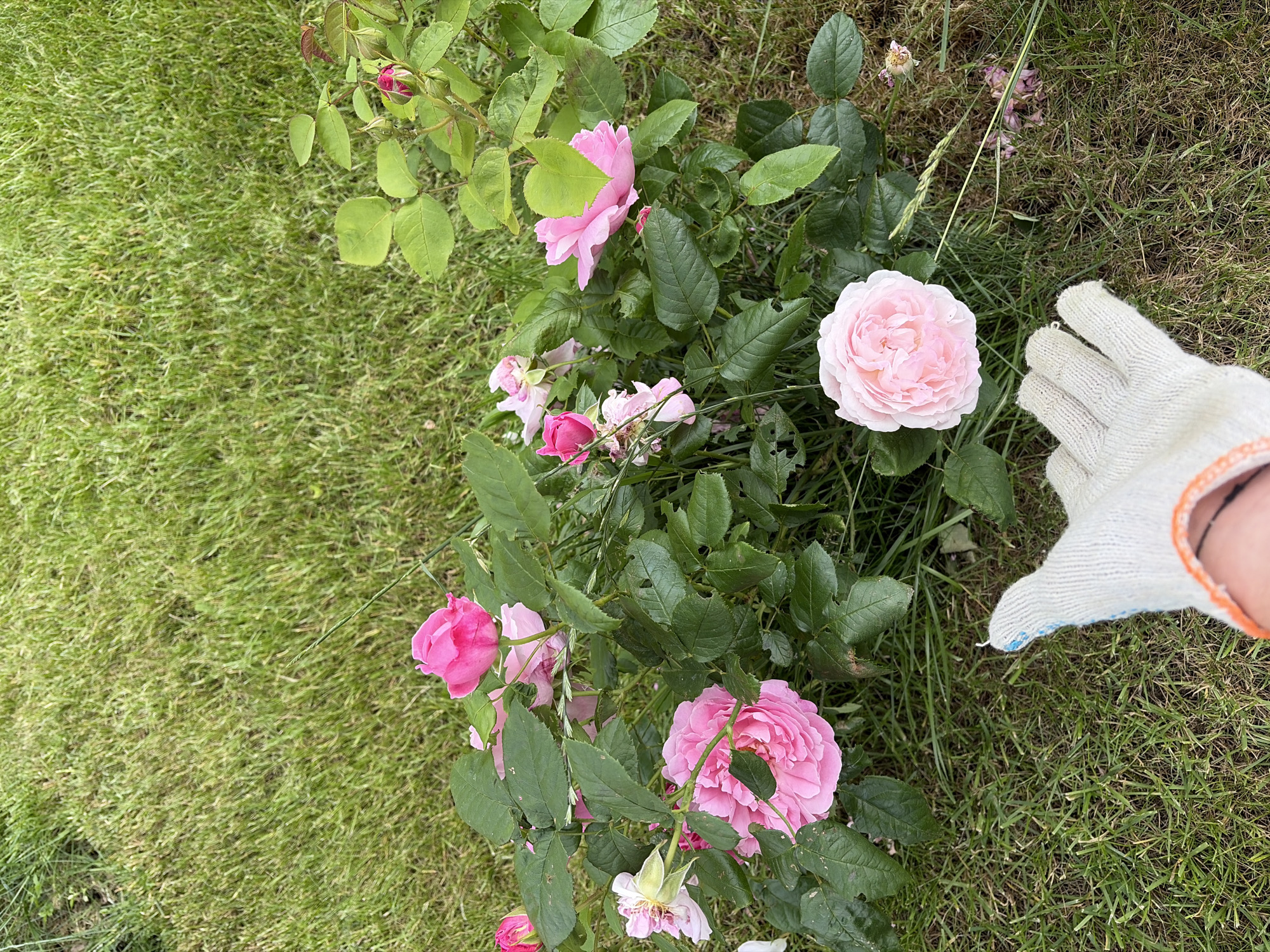 Memory