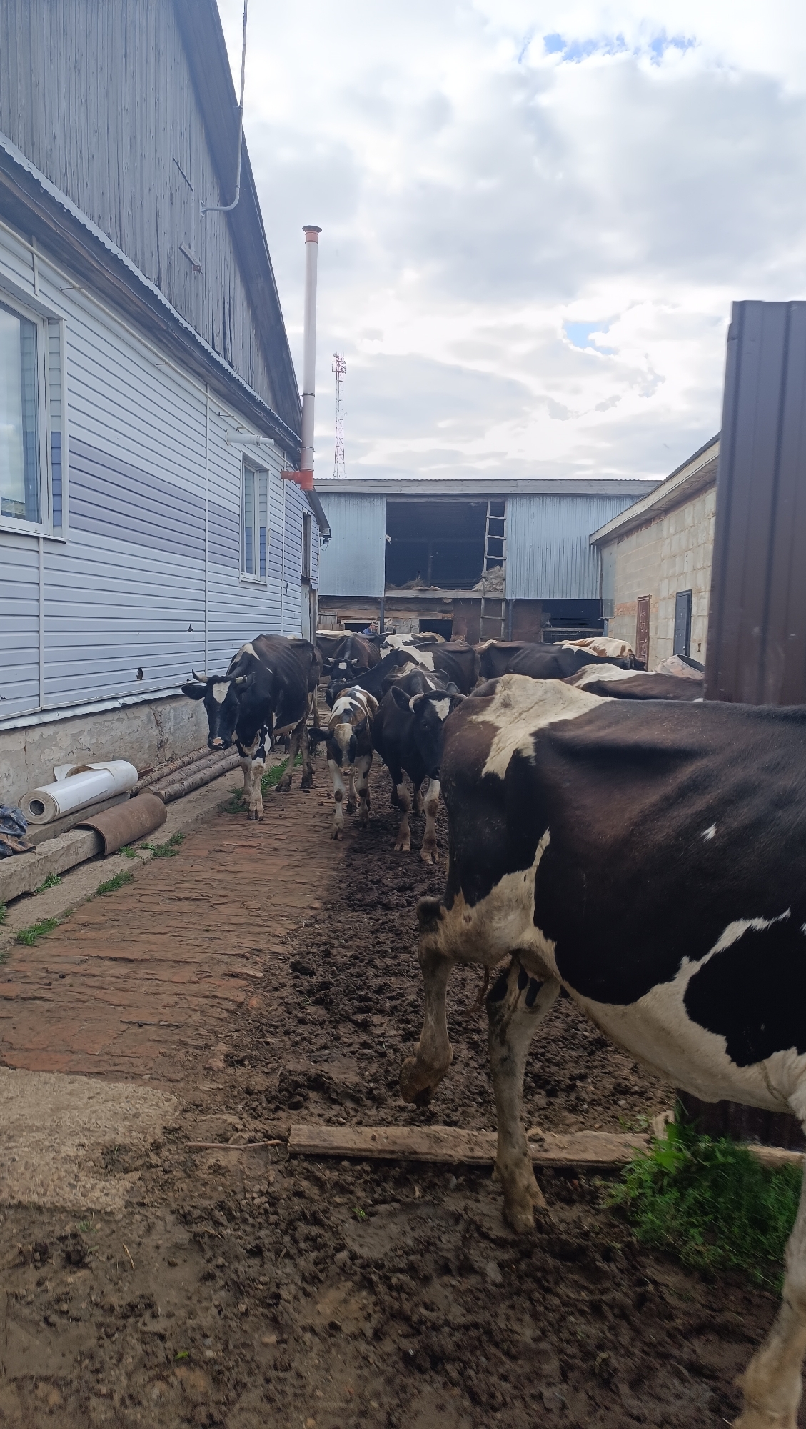 In Karsha, Russia, a herd of black and white cows walks along a muddy, brick-lined path. The path is flanked by a light blue-sided building on the left and a darker, corrugated metal-sided structure on the right. In the background, a large barn-like building with an open entrance is visible. The sky is cloudy.