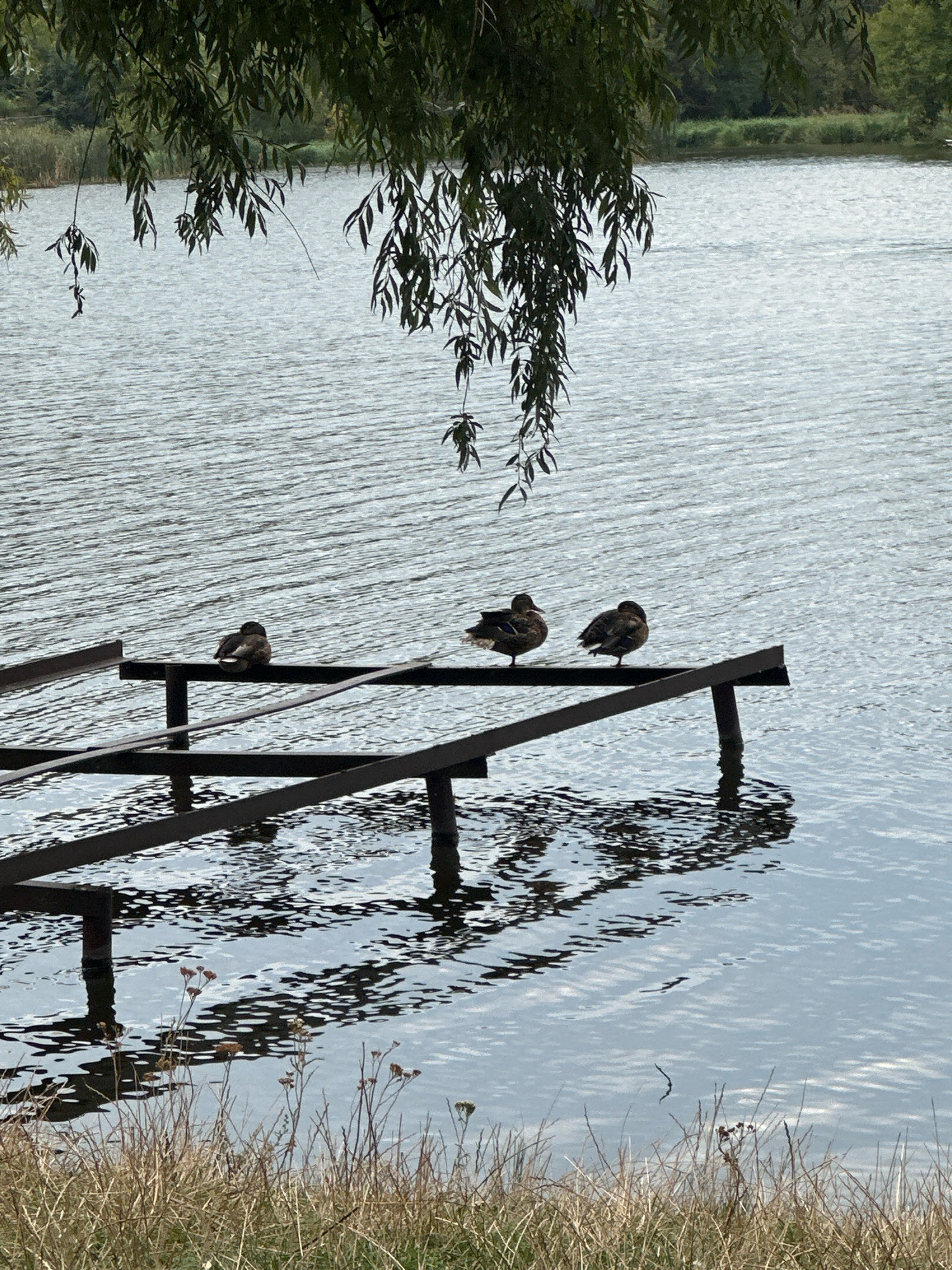 In Makiv, Ukraine, a still body of water reflects the overcast sky and the shadows of a metal structure. Three ducks are perched on the horizontal beams of this structure, which appears to be a submerged dock or pier. The foreground features dry grass and some seed pods, suggesting an autumn or late summer setting. Overhanging branches of a tree with long, thin leaves frame the upper portion of the image.