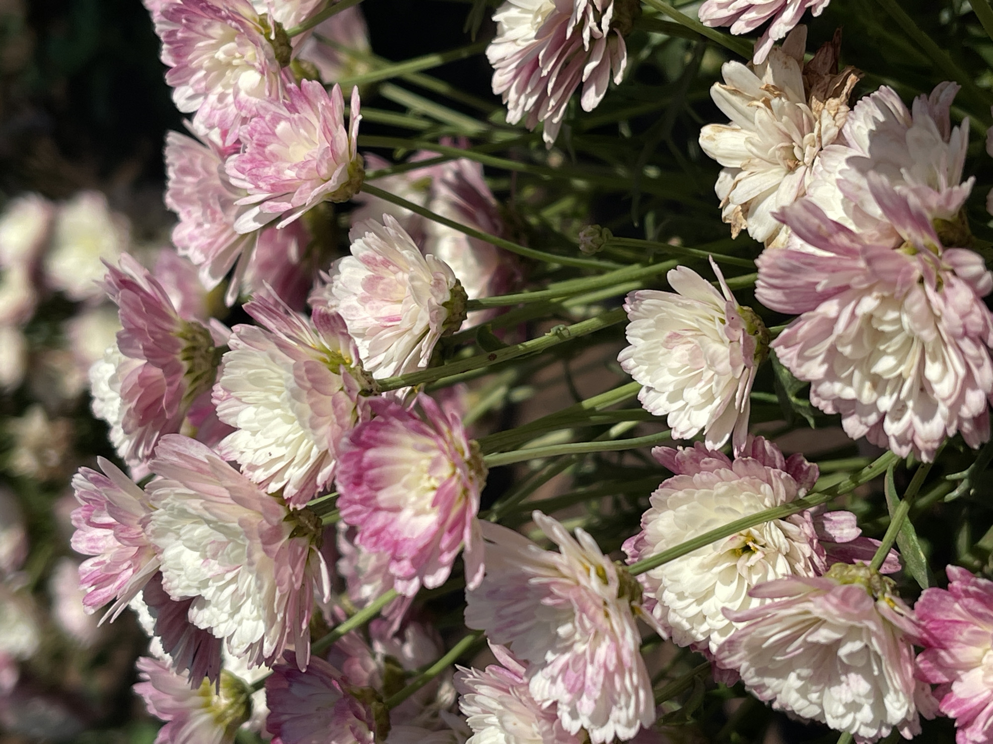 This is a close-up, eye-level, outdoor photograph of a dense cluster of pink and white chrysanthemums in full bloom. The flowers are the primary subject, filling most of the frame. Their petals are layered and ruffled, with a gradient of color from white in the center to various shades of pink towards the edges. Some petals show a more intense pink hue, while others are a softer blush. The stems of the flowers are green and visible throughout the composition, supporting the blooms. The background is a dark, out-of-focus blur, suggesting a natural setting, possibly a garden or a field. The lighting indicates it is daytime, with sunlight highlighting the delicate textures and colors of the flowers. The overall impression is one of abundant, natural beauty. The image is located in Tataraskaya Kargala, Russia.