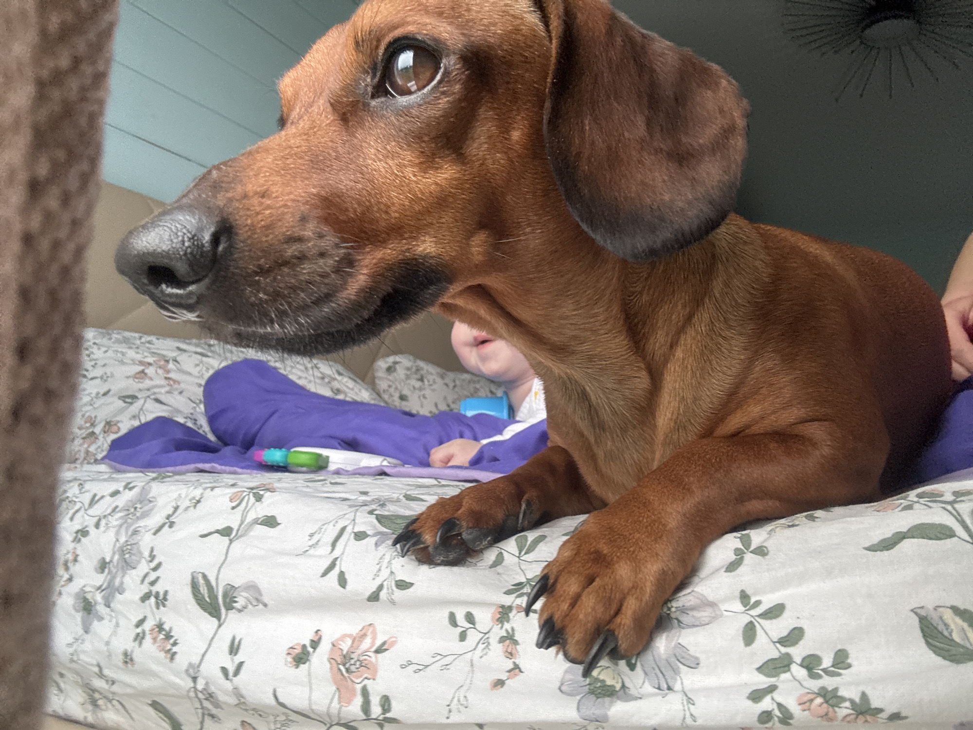 A reddish-brown dachshund lies on a bed with a floral patterned comforter. A baby wearing a purple outfit is partially visible behind the dog.