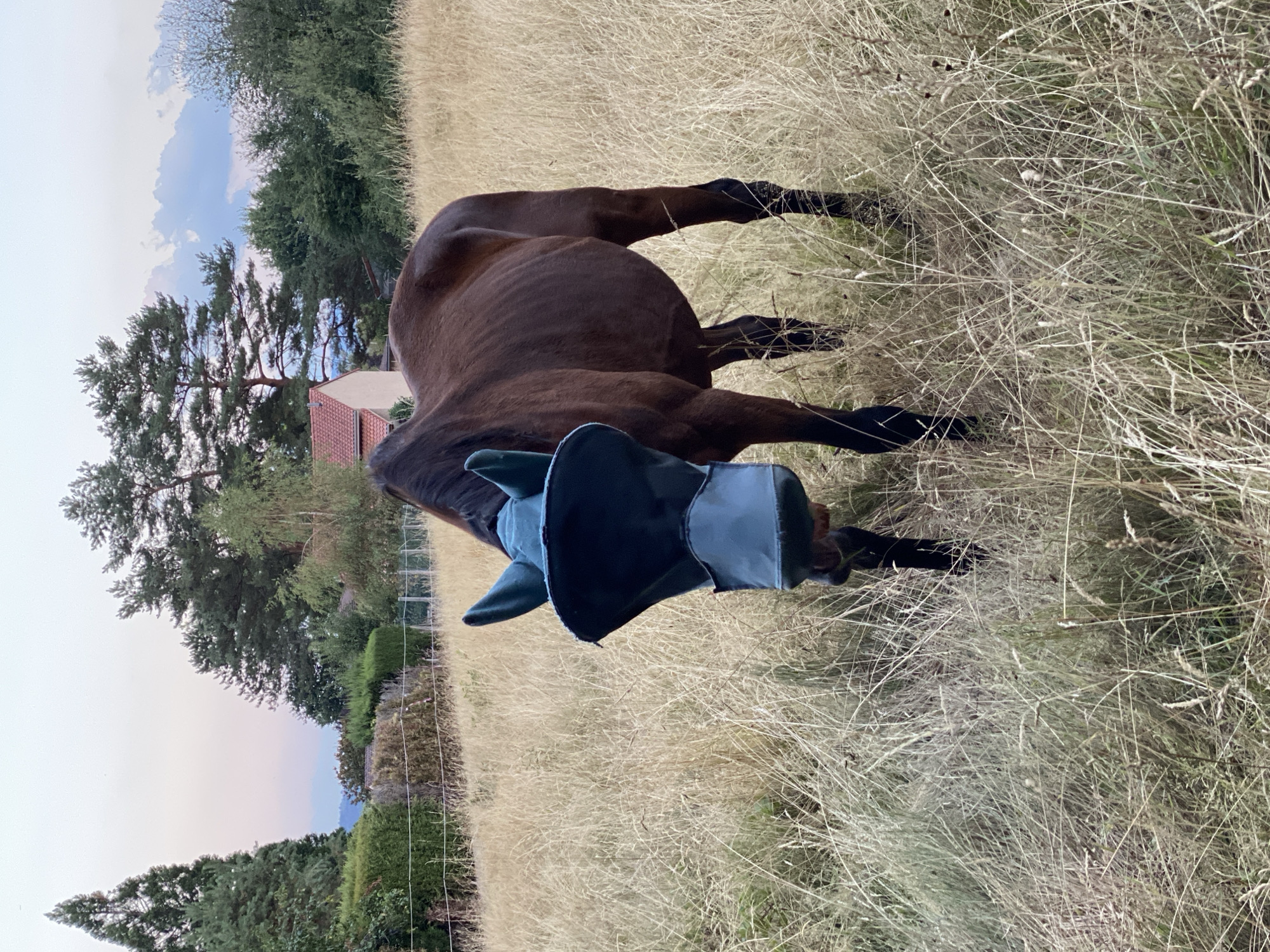 The image depicts a brown horse standing in a field of dry, tall grass. The horse is wearing a dark blue fly mask that covers its eyes and snout. In the background, there are trees, a building with a red roof, and a fence. The sky is a soft gradient of light blue and pink, suggesting it is either dawn or dusk. The environment appears to be rural, possibly on the outskirts of Courpière, France, given the natural vegetation and the distant architectural style. There are no people visible in the image.