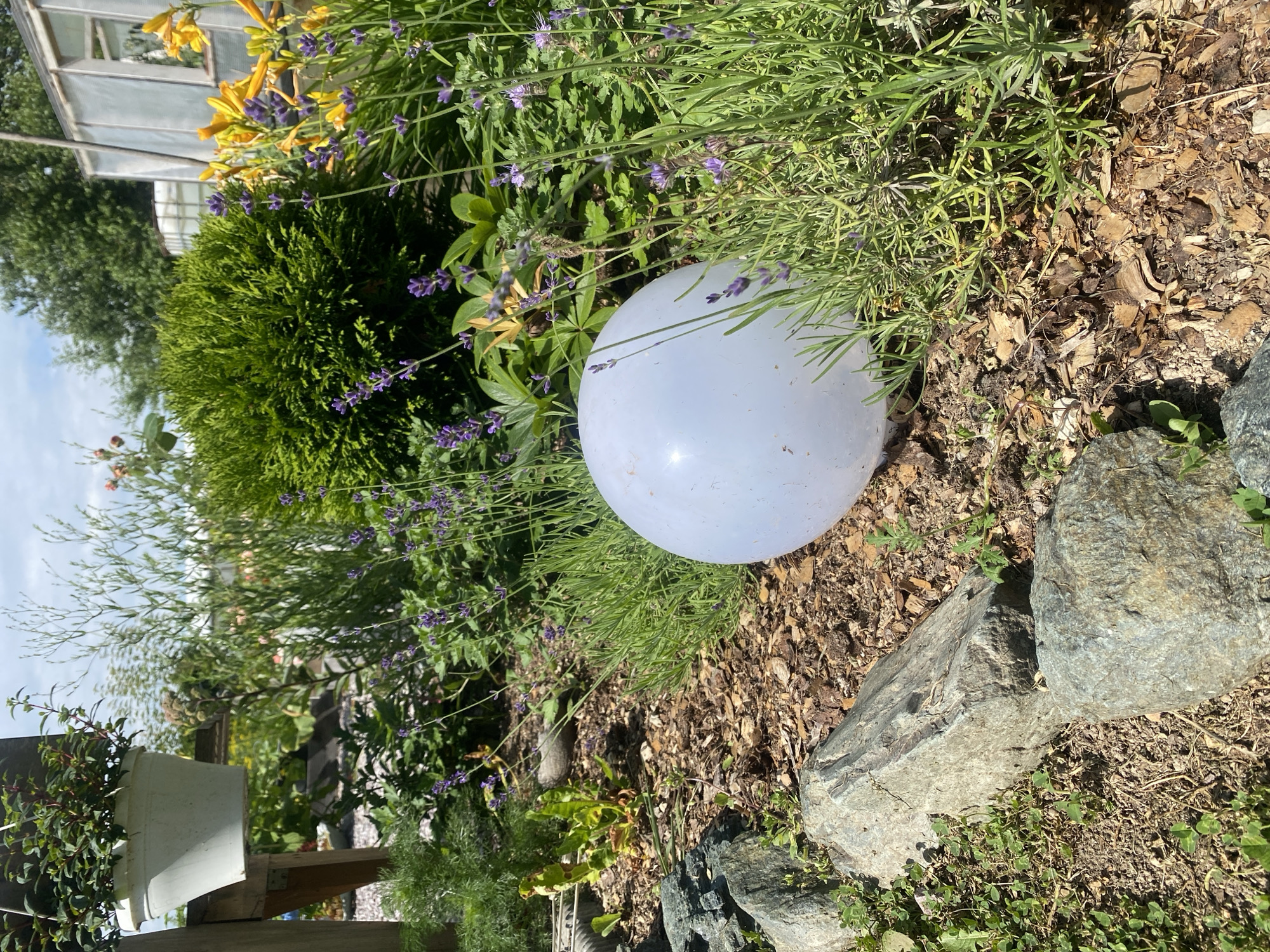 A white, translucent balloon rests in a garden bed. The garden contains lavender plants, yellow lilies, a round green shrub, and a small greenhouse in the background. Several rocks are visible in the foreground. The image appears to be taken on a sunny day. This scene is located in the city of Tret'ya Pad', Russia.
