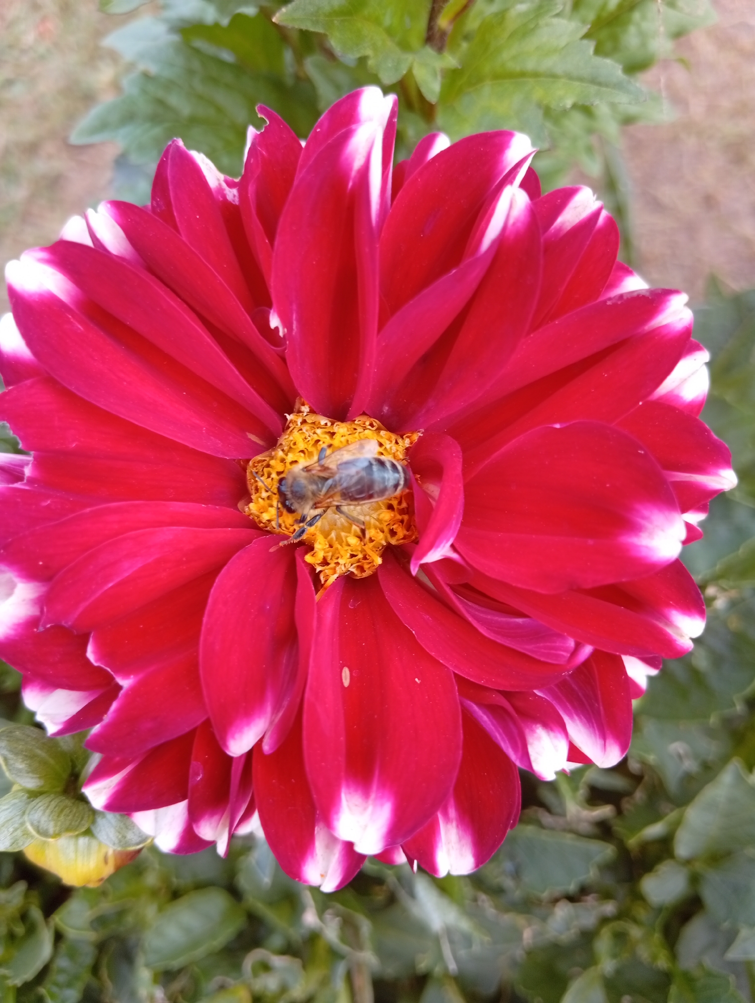 An overhead, close-up shot captures a vibrant red dahlia flower with white-tipped petals. In the center of the flower, a bee is actively collecting pollen from the yellow stamen. The background is a blur of green leaves and soft brown earth, suggesting an outdoor garden setting.