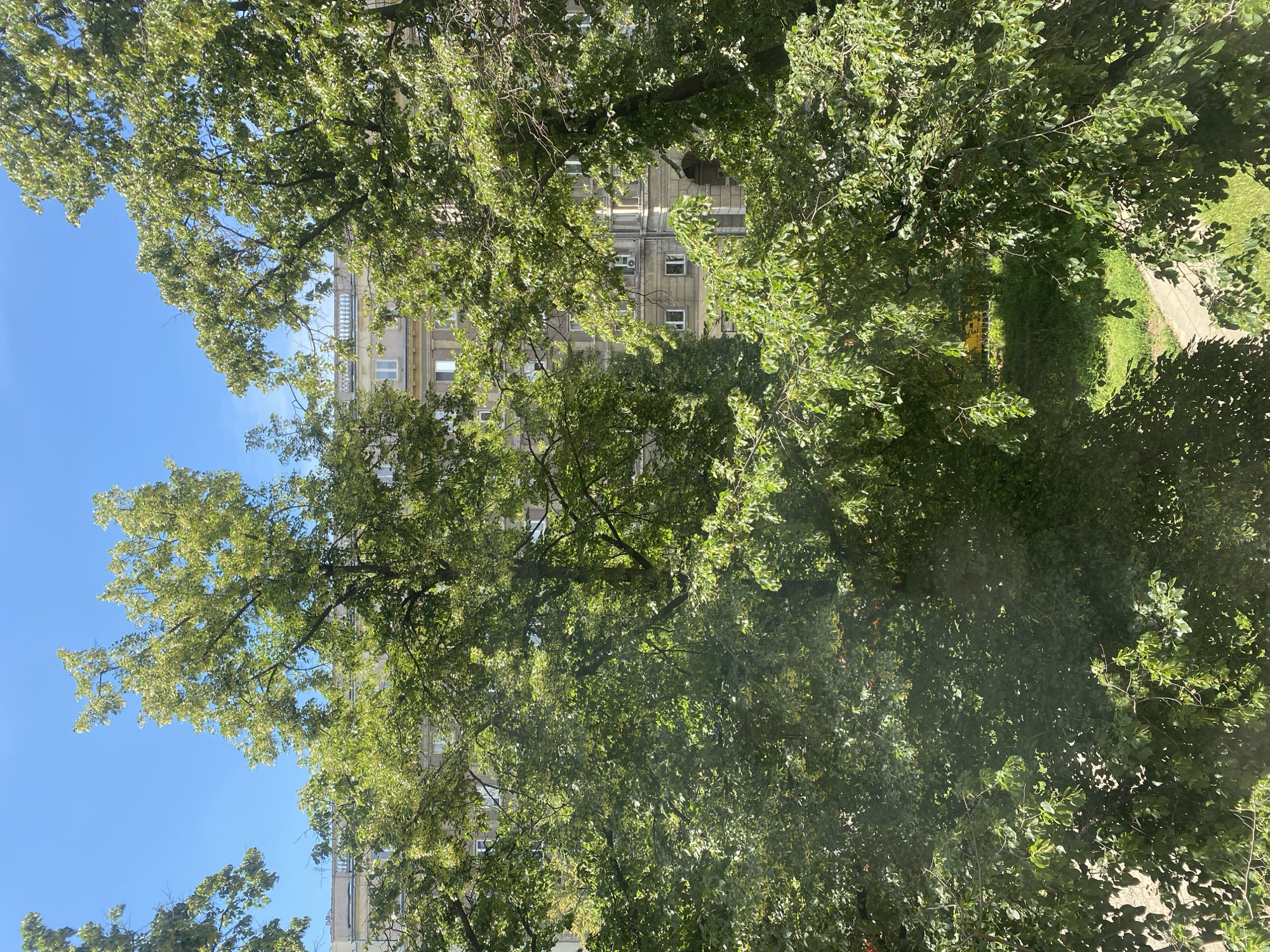 An eye-level, outdoor shot captures a bright, sunny day in Warsaw, Poland, viewed through the leafy branches of trees. The foreground is dominated by lush green foliage, with some branches reaching into the frame. Behind the trees, a light-colored, multi-story building is visible, featuring numerous windows and architectural detailing. The sky is a clear, vibrant blue. A glimpse of a green lawn and a paved path can be seen at the bottom of the frame, suggesting an urban park or courtyard setting. No people are present in the image.