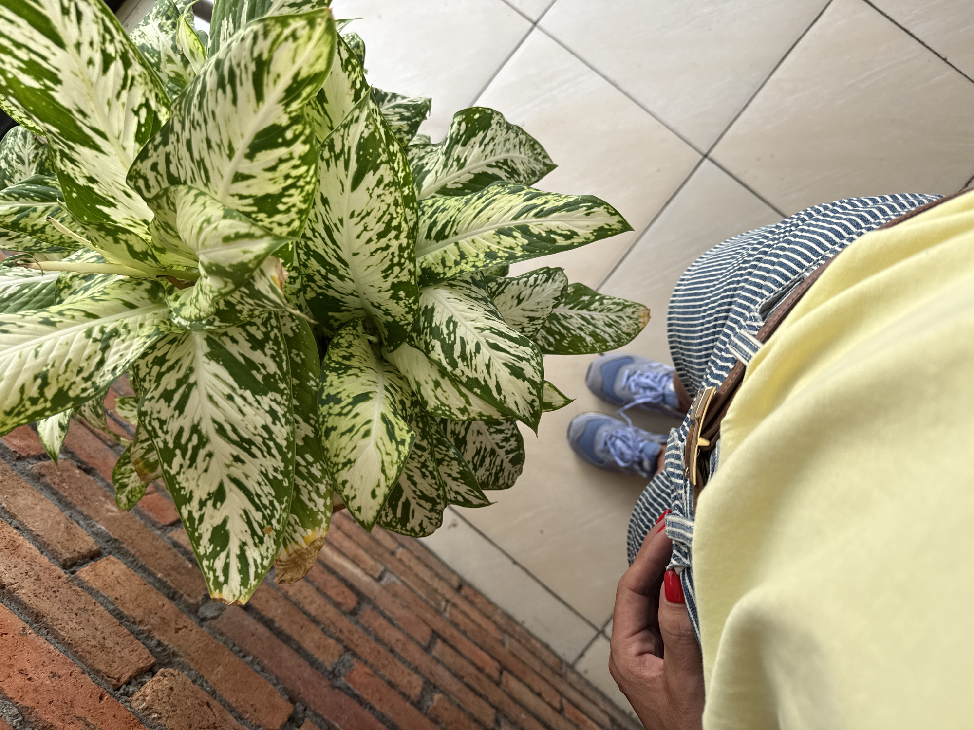 A high-angle shot shows a person and a Dieffenbachia plant near a brick wall and tiled floor. The person is wearing a yellow top, blue and white striped pants with a brown belt, and light blue sneakers. The person's right hand, with red nail polish, is visible. The Dieffenbachia plant, with its green and white patterned leaves, sits near the brick wall. The floor is tiled with light-colored, square tiles. The location is Kuta Selatan, Indonesia.