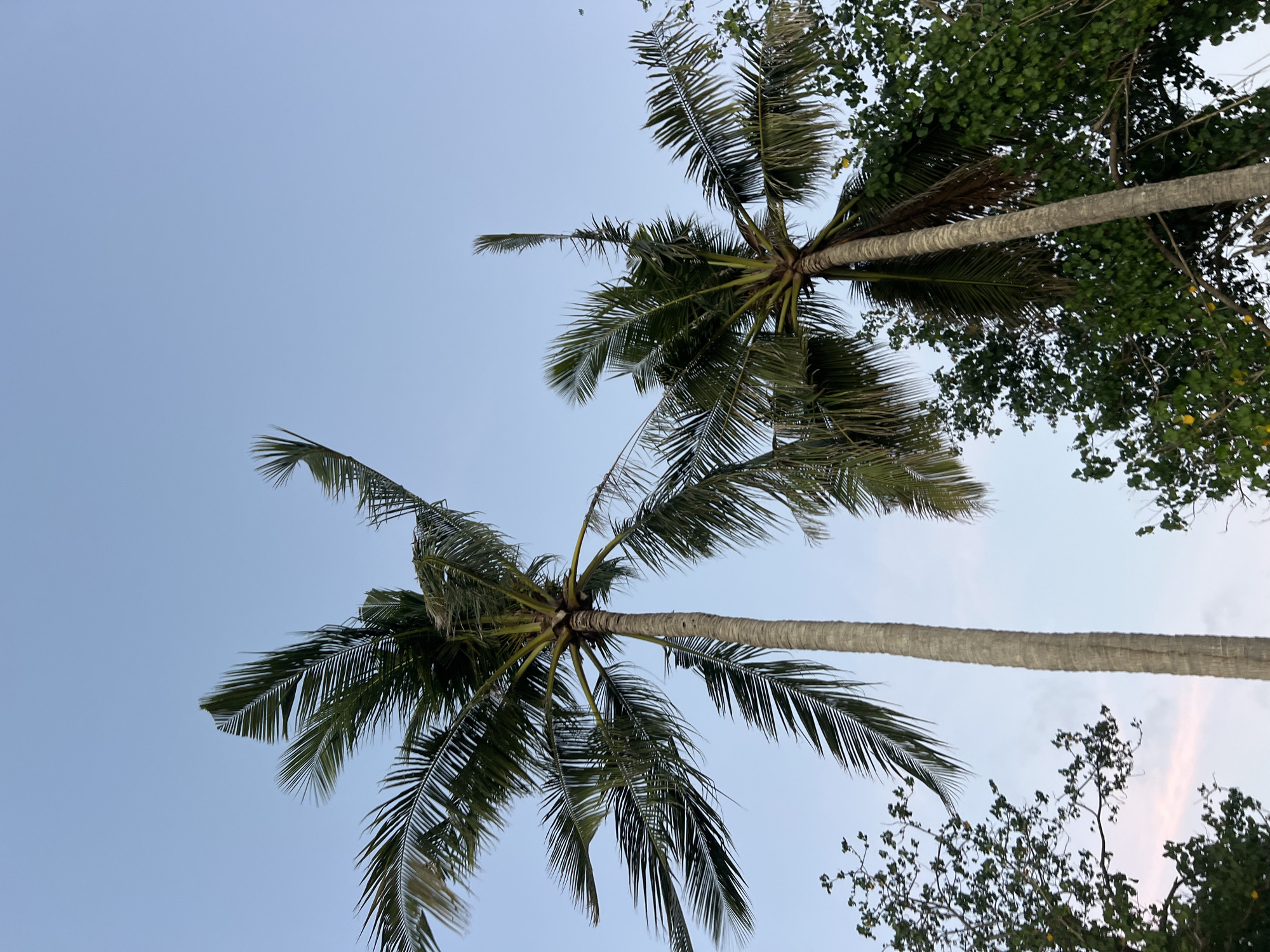 This low-angle, full-frame shot captures a serene sky in Kuta, Indonesia, dominated by the silhouettes of two tall palm trees. The sky is a soft, pale blue, transitioning to a lighter hue at the horizon, suggesting either early morning or late evening. The fronds of the palm trees, a deep green, are spread wide, with some leaves appearing frayed or wind-blown, adding a touch of natural texture. The trunks of the palm trees are textured and light brown, rising vertically through the frame. Lush green foliage, likely from other trees and bushes, frames the lower portion of the image, adding depth and a sense of being in a tropical environment. There are no people or animals visible in the scene. The overall impression is one of tranquil natural beauty, characteristic of coastal areas in Kuta.