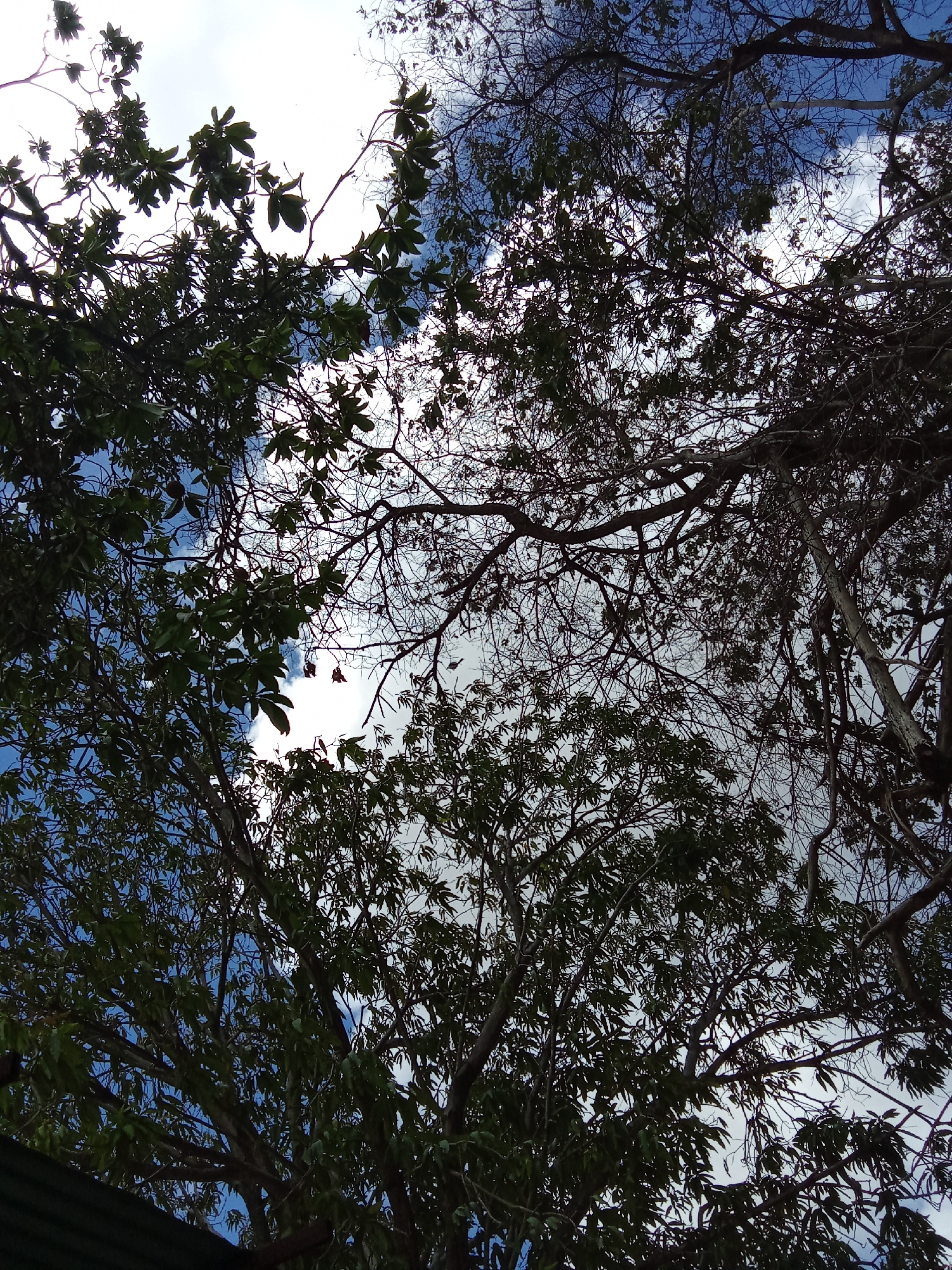 The image, likely taken in Juan Griego, Venezuela, shows a view upwards into a canopy of trees against a cloudy sky. Some trees have full green leaves, while others are bare or have dried leaves. The sky is visible through gaps in the branches, showing patches of blue and white clouds. At the bottom of the image, there is a small glimpse of a green metal structure, suggesting a building or fence. The time of year is not discernible, but based on the mix of bare and leafy trees, it could be a transitional season.