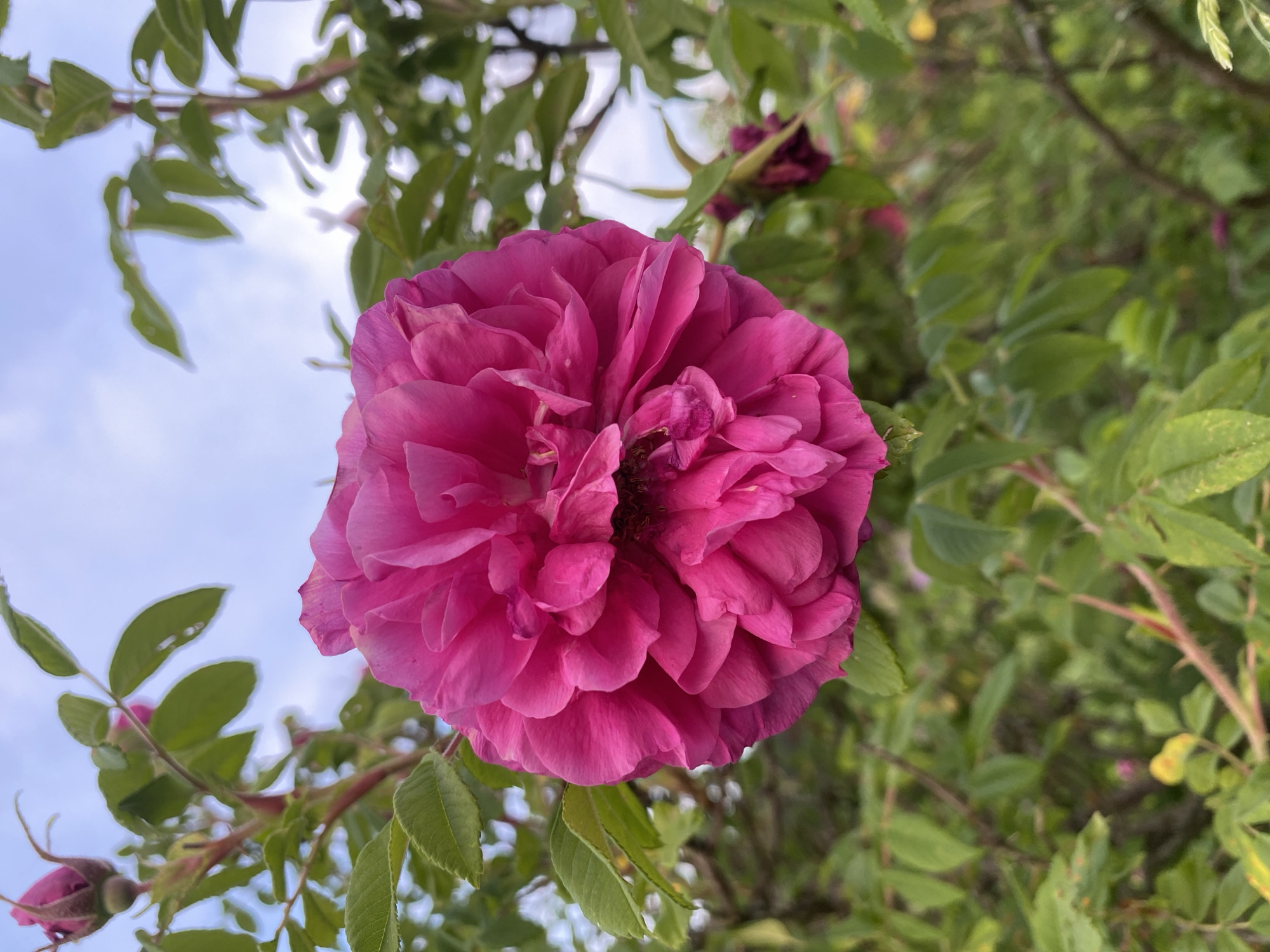 A close-up, eye-level shot focuses on a vibrant, fully bloomed pink rose in the foreground. The rose is characterized by its densely packed, ruffled petals, with a darker, richer pink hue at its core. Surrounding the rose, out of focus, are green leaves, thorny stems, and a pale blue sky with faint clouds. To the left and slightly behind the main rose, a pink rose bud is visible. In the lower right portion of the background, a faded, dark pink rose can be seen. The image does not contain any people. The scene is likely a garden or natural setting, and the mention of Yuryatino, Russia, does not provide any additional visual information.