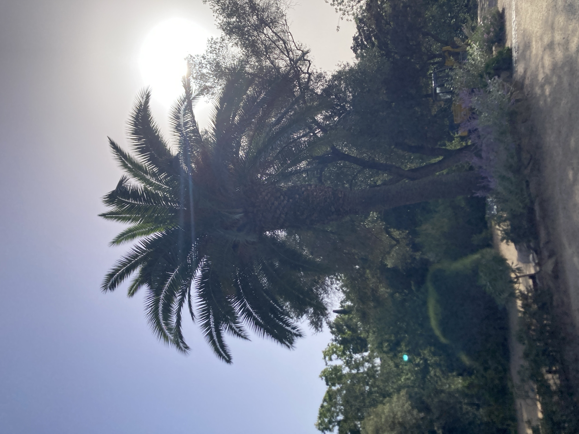 The image depicts a sunny outdoor scene, likely in Barcelona, Spain, given the presence of a prominent palm tree. The sky is a light blue, with the sun positioned high and slightly to the right, casting a bright glare and lens flare onto the photograph. A large palm tree dominates the center of the frame, its fronds splayed outwards, silhouetted against the sky and sun.
Behind the palm tree, a dense collection of diverse trees and shrubs forms a lush green backdrop. Some of these appear to be mature deciduous trees with bare branches, contrasting with the evergreen foliage of others. In the middle ground, a small, well-manicured dark green bush is visible.
In the lower portion of the image, a path or dirt area is visible, with patches of low-lying lavender-colored flowers and other greenery. To the far right, a yellow construction vehicle, possibly an excavator, is partially obscured by trees and shrubbery. The overall impression is one of a park or garden setting with hints of ongoing work or landscaping. No people are visible in the image.