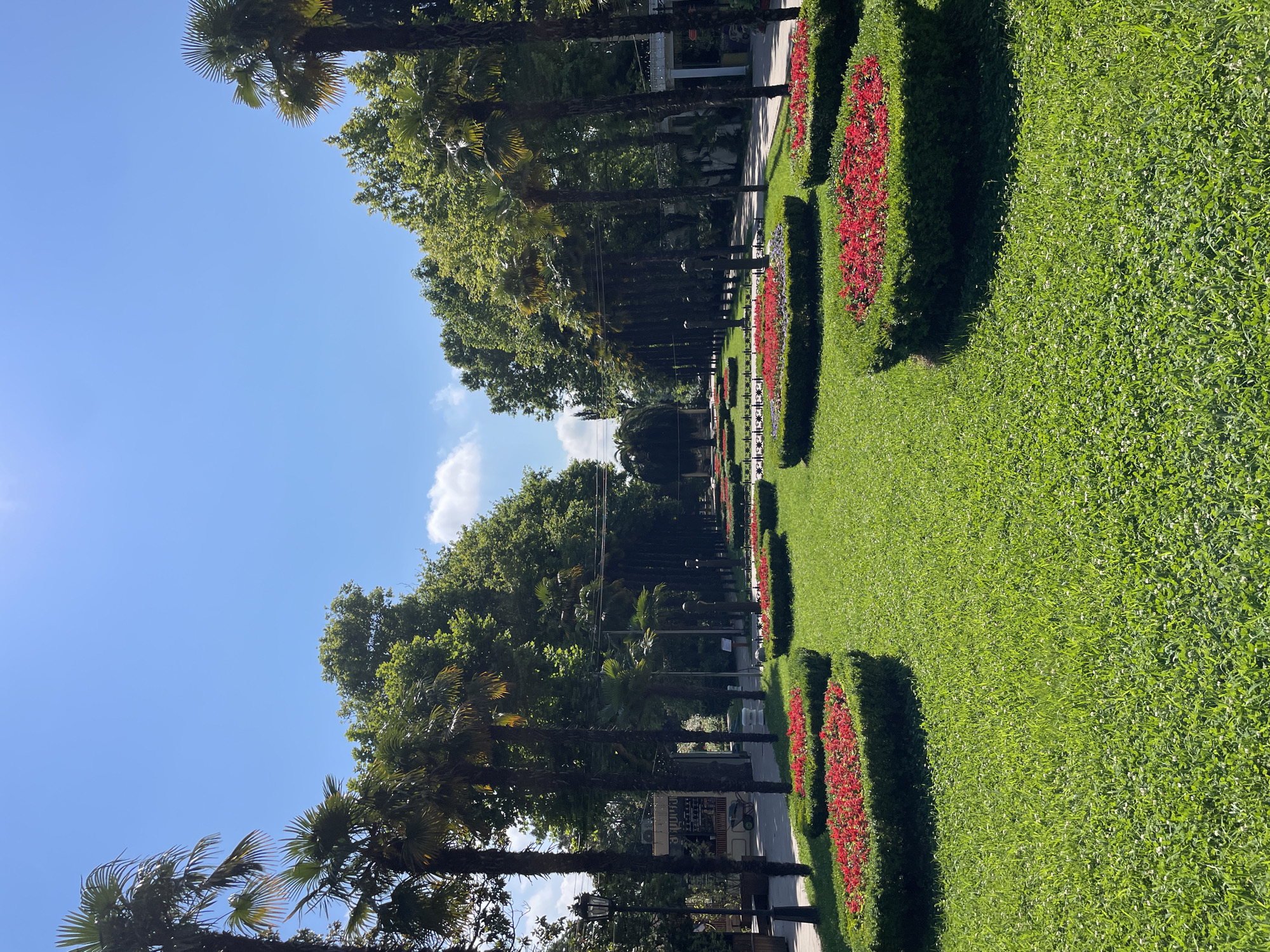 A wide-angle, eye-level shot captures a manicured park with rows of palm trees lining a pathway, leading to a distant, rounded evergreen tree. In the foreground, well-maintained green grass is interspersed with clusters of vibrant red flowers bordered by manicured hedges. The pathway itself is paved and runs along the right side of the image, bordered by more trees and some architectural elements including a light post. The sky above is a clear, bright blue with a few wispy white clouds. The sun is visible, casting a bright light and slight lens flare in the upper left quadrant of the image. No people are visible in the scene.