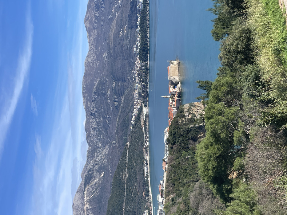 The image presents a panoramic, high-angle view of the city of Budva, Montenegro, centered on its Old Town (Stari Grad). The sky is a clear blue with minimal, wispy white clouds.
In the immediate foreground, dense green and brown vegetation, including trees, shrubs, and patches of dry grass, occupies the lower portion of the frame. The midground features the Budva Old Town situated on a rocky peninsula that extends into the calm, blue-green waters of the Adriatic Sea. The Old Town consists of numerous buildings with distinctive terracotta red-tiled roofs, densely clustered and enclosed by fortified stone walls. A tall, slender bell tower, likely part of St. Ivan's Church, rises prominently above the rooftops within the Old Town. At the seaward tip of the peninsula, a large, light-colored stone fortress or citadel is visible.
Beyond the Old Town, along the curvature of the bay, the modern section of Budva stretches, comprising various white and light-colored buildings lining the coastline and ascending the lower slopes of the surrounding hills. Beaches are visible along the waterfront. The distant background is dominated by large, rugged mountains, appearing sparsely vegetated with shades of grey and brown, under bright sunlight. No individuals or specific human actions are discernible within the scene.