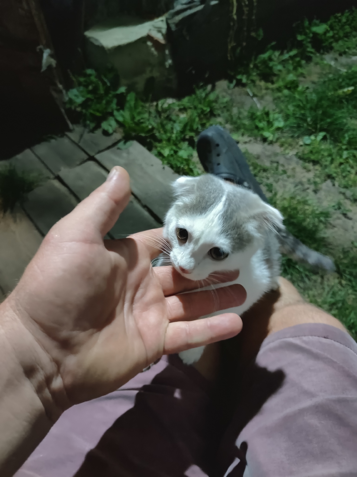 The image shows a person holding a white and grey kitten outdoors at night. The kitten is looking at the camera with wide eyes. The person's hand is visible in the foreground, gently stroking the kitten's head. The background shows grass and wooden planks, suggesting an outdoor setting. The image is taken in Бобылево, Russia.