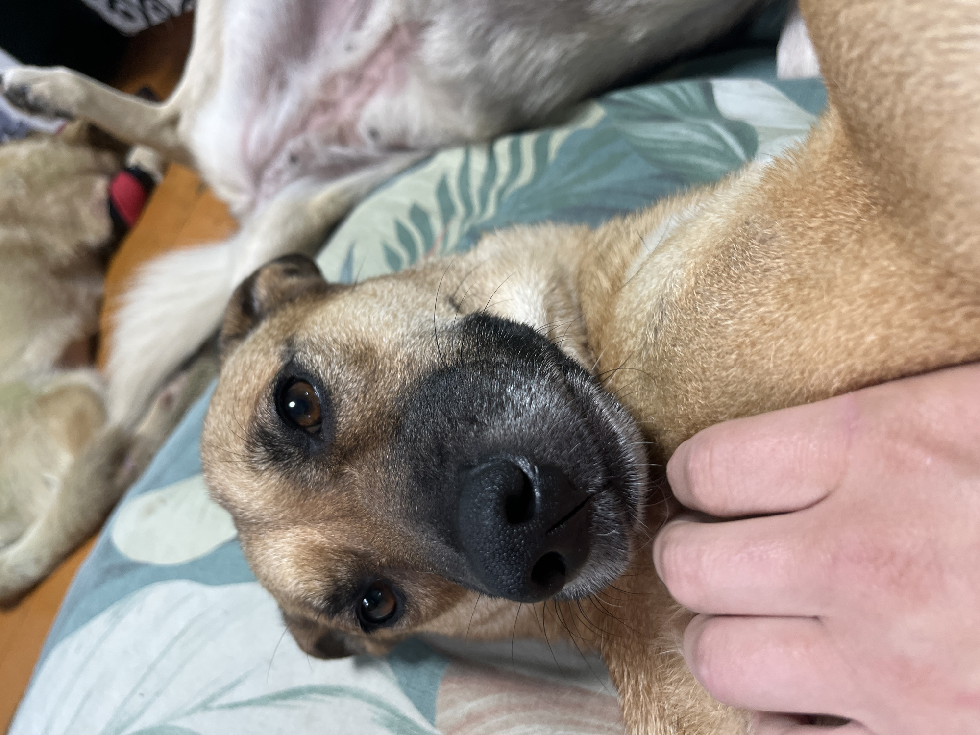 The media file shows a close-up, overhead shot of two dogs lying on a patterned surface, likely a bed or sofa, indoors. The dog in the foreground, with tan fur and a black muzzle, is looking directly at the camera, with its head tilted slightly. A human hand is gently resting on the dog's cheek and ear area. In the background, another dog, lighter in color, is partially visible, lying on its back with its belly exposed. The setting appears to be a domestic environment, and the lighting suggests it is daytime, but there are no specific cues about the weather or precise time of day. The dogs appear relaxed and comfortable. There is no visible text in the image. The location context provided is Nizhny Tagil, Russia.