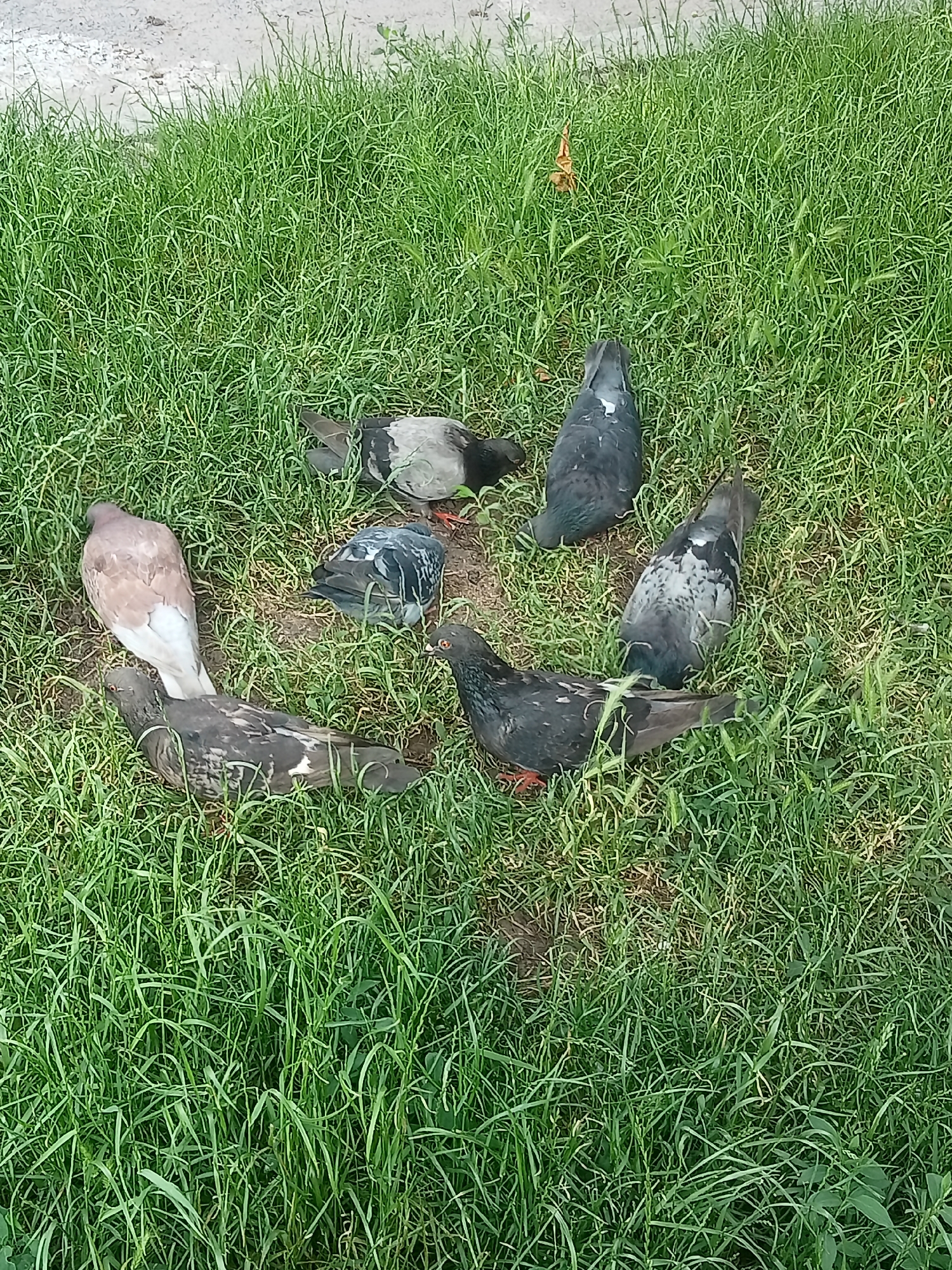 Seven pigeons are gathered in a grassy area, possibly a park or yard, in an urban environment. The pigeons exhibit a variety of plumage colors, including gray, white, and brown. Some pigeons are resting, while others appear to be pecking at the ground. The grass is green and appears somewhat unkempt. A paved surface is visible in the upper left corner, suggesting the area is near a path or road. The lighting suggests it is daytime.