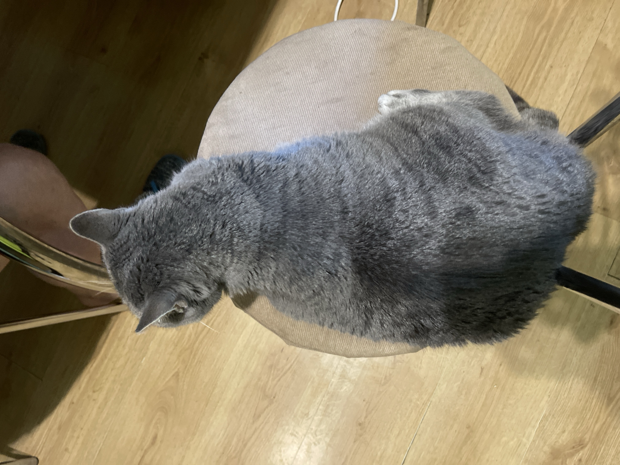 A gray cat is sitting on a round, tan stool. The cat is facing away from the camera, with its head turned to the left. The stool is on a wooden floor. In the background, a person's legs are visible, and they are wearing dark-colored footwear. There is a metallic chair leg visible to the left of the cat. The lighting in the image suggests it was taken indoors during the daytime.