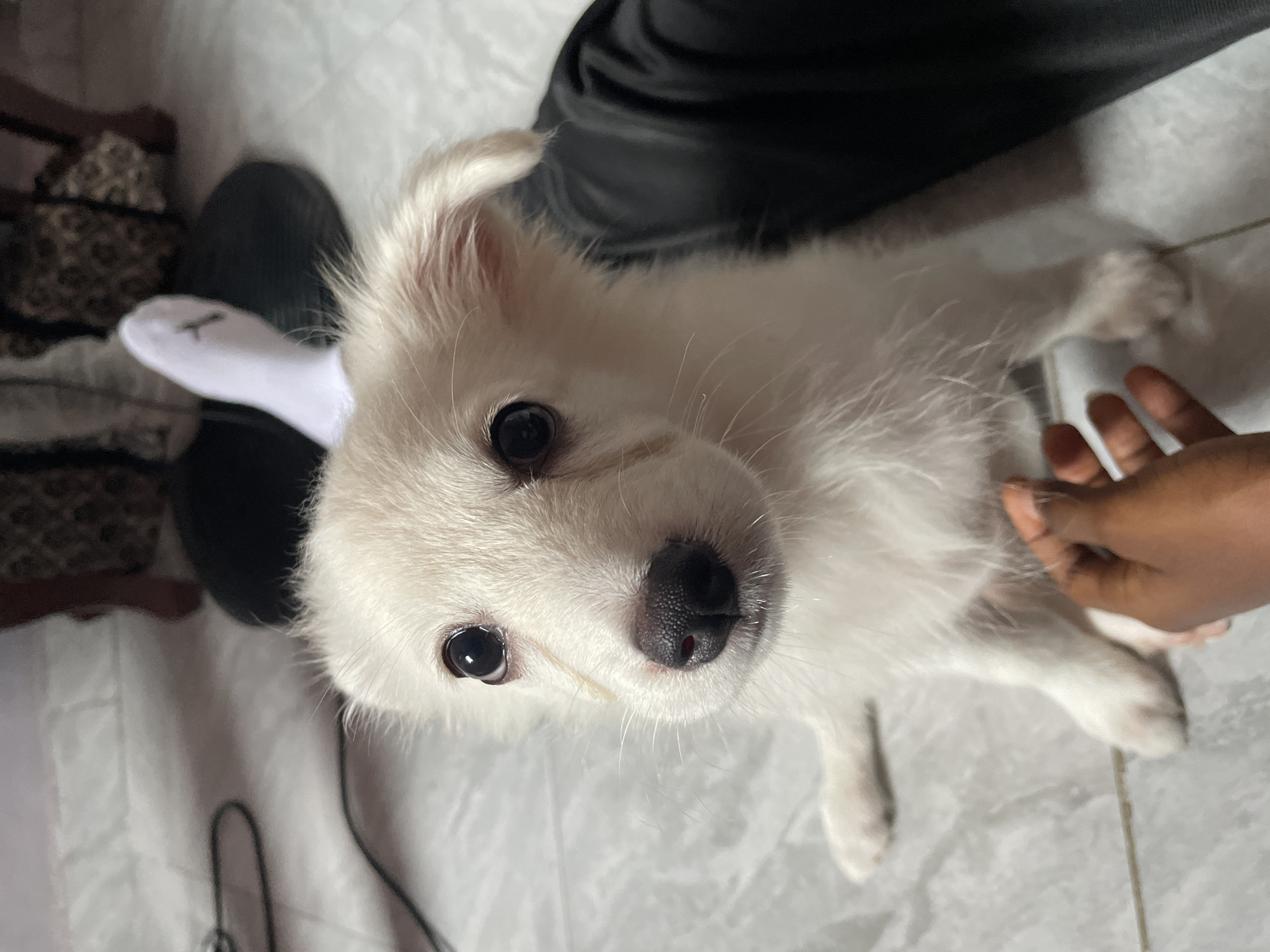 A close-up, eye-level shot shows a fluffy, white puppy with dark eyes and a black nose looking directly at the camera. The puppy is sitting on a light-colored tiled floor. To the right of the puppy, a person's legs are visible, wearing black pants and a white sock. A hand with dark skin is reaching towards the puppy from the bottom left of the frame, appearing to pet it. In the background, a blurred image of furniture and a white mat with black cables can be seen. The scene is indoors, suggesting a domestic setting in the city of Iyafin, Nigeria.