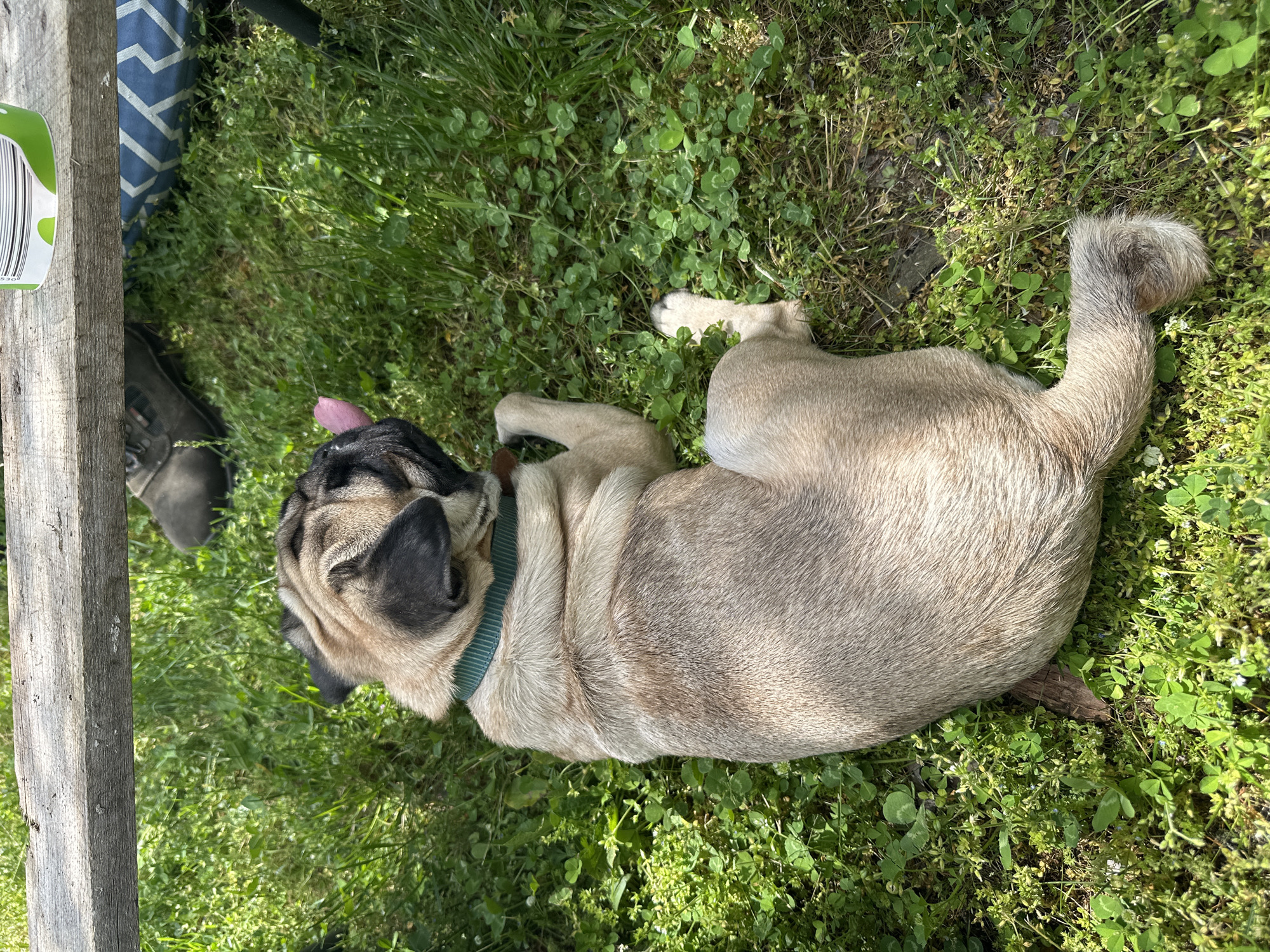 The scene shows a fawn-colored pug lying on its side on a patch of green grass and clover. The dog is wearing a green collar and has its tongue slightly protruding. To the left of the dog are a gray boot and a wooden plank, along with a glimpse of a blue and white patterned cloth. The environment consists of grass with clover and some bare patches of soil. The location is unknown, but purportedly in the city of Mrachenik, Bulgaria.