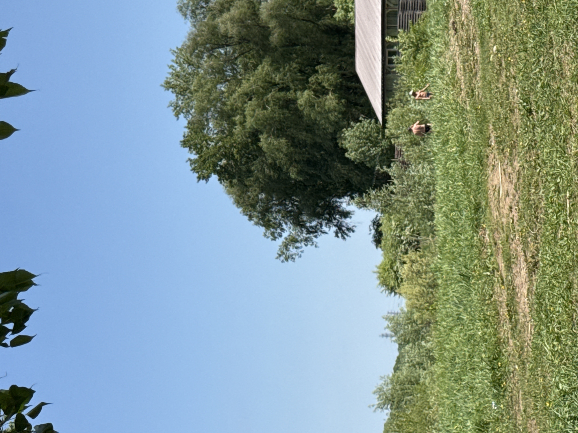 The image presents a rural or agricultural scene. A large, leafy tree dominates the upper central portion of the image, juxtaposed against a clear, light blue sky. Adjacent to the tree is a structure with a gray, slanted roof. A field or area of tall grass extends along the right side of the image. Two people are present in the field, their bodies are visible amidst the tall grass. Green leaves are in the bottom left corner. Given the prompt of Chaikovsky, Russia, it's inferred this is the location.