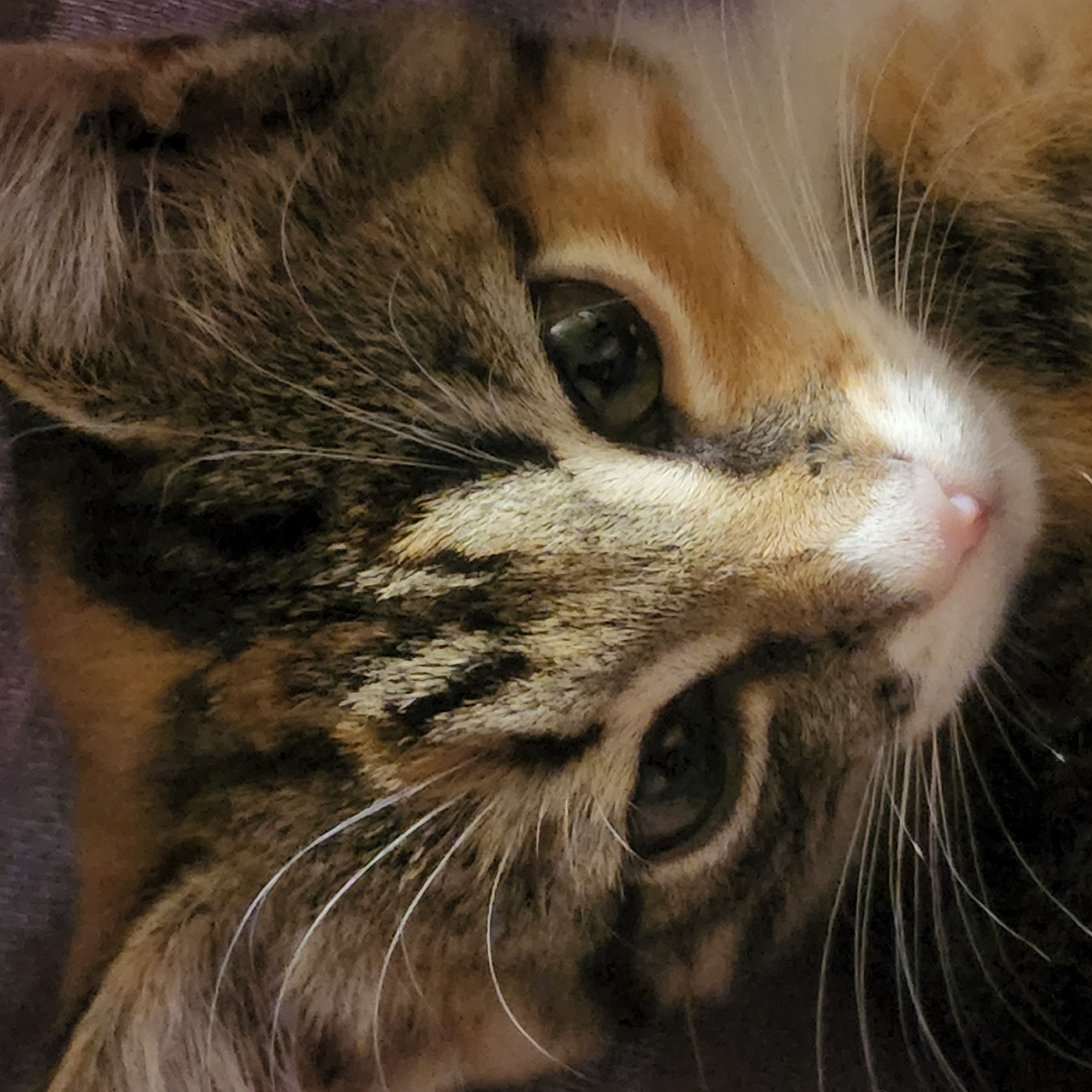 This is a close-up, high-angle, medium shot of a calico kitten's face. The kitten's fur is a mix of brown, black, orange, and white. Its eyes are green and looking downwards. The kitten's nose is pink and wet. The background is a dark, blurred color, possibly a blanket or fabric. The scene does not depict any identifiable landmarks or details that would place it in Moscow, Russia, or any specific city.