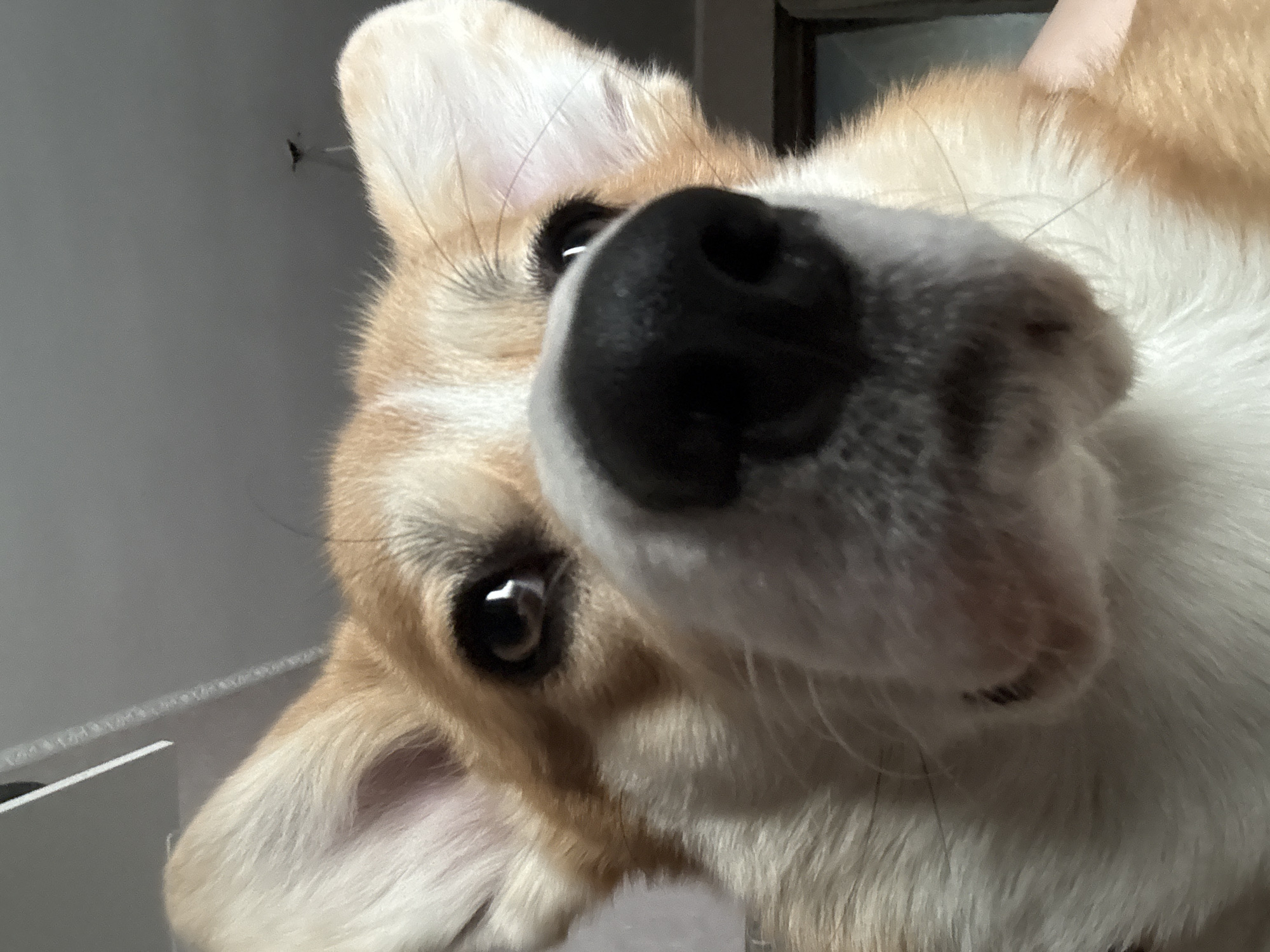 A close-up, low-angle image shows a corgi dog looking curiously at the camera. The dog has tan and white fur, with a large, black nose and brown eyes. The background is a blurred gray wall and a hint of a white object. The location is not discernible from the image. There is no indication in the image that it was taken in Borzya, Russia.