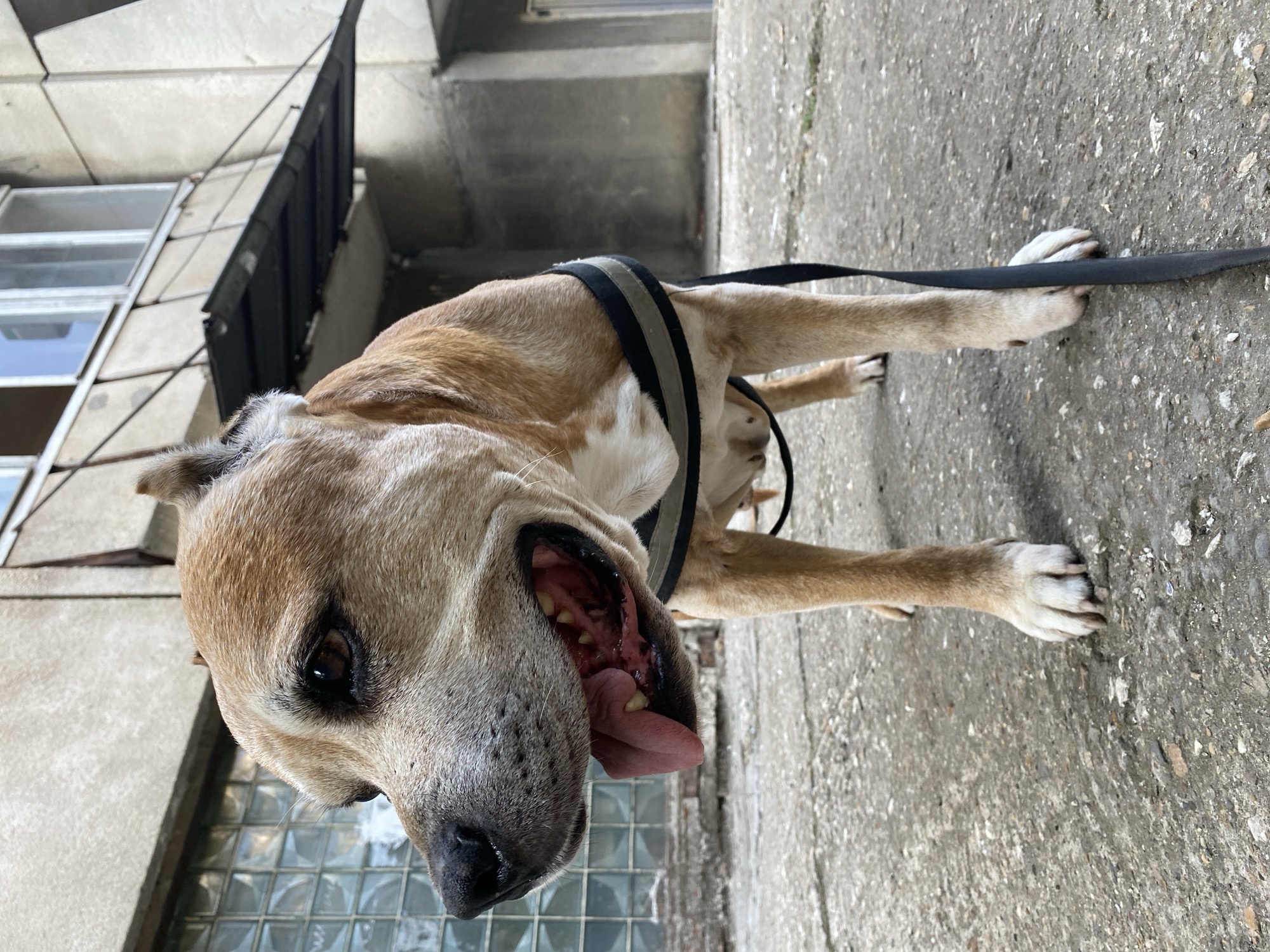 An adult, light brown and white pit bull type dog stands on a concrete pavement in front of a Brutalist-style building with visible glass block windows. The dog is wearing a black and gray harness with a black leash attached. Its mouth is open, tongue out, and it appears to be panting or looking at something to its left. The building has a weathered appearance, with a balcony or overhang extending from the second floor. The scene is an outdoor urban environment, likely in Pleven, Bulgaria, given the architectural style common in post-war Eastern European cities.