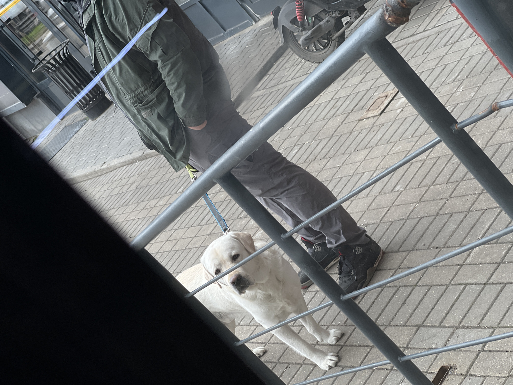 A person in a green jacket and gray pants stands on a brick sidewalk in Mytishchi, Russia. A cream-colored Labrador dog is on a leash, standing in front of the person. A gray metal railing is in the foreground, partially obscuring the view. Behind the person, there is a trash can and a scooter parked on the sidewalk.