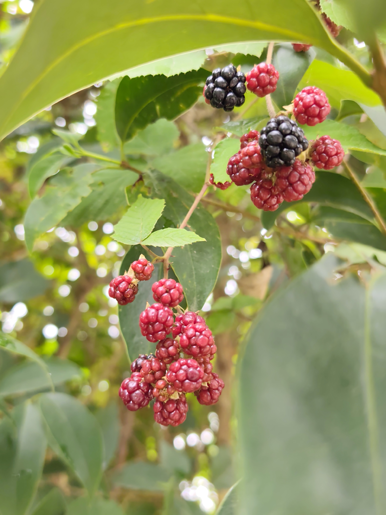 The image shows a close-up of blackberries on a bush, with green leaves in the foreground and blurred green foliage and bokeh lights in the background. Some berries are ripe and black, while others are red and appear to be unripe. The berries are clustered together on thorny branches. There is no indication of the city of Oryol-Izumrud, Russia, in the image or its context.