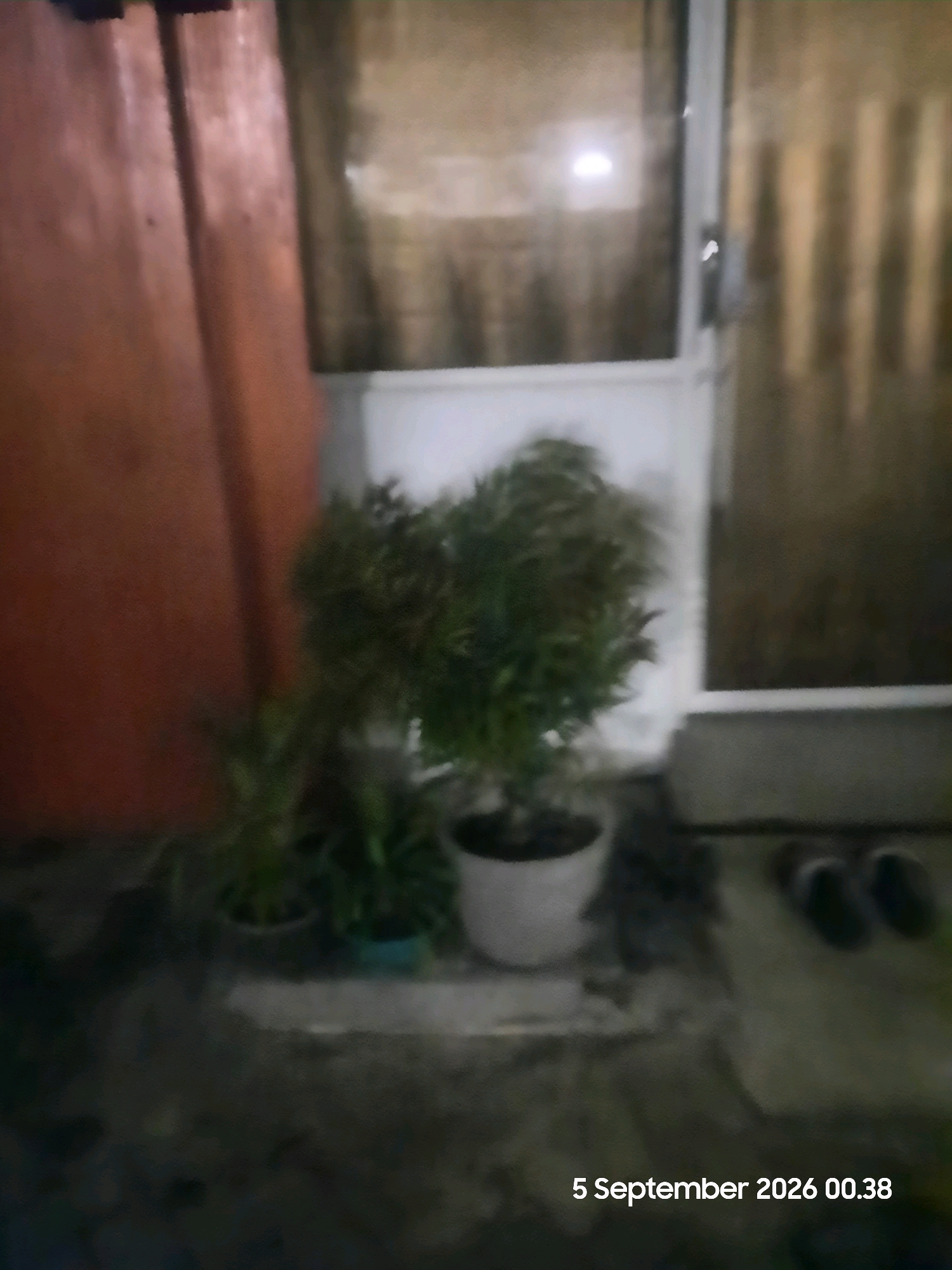 The image depicts an outdoor scene at night, possibly a porch or patio area, with two potted plants in the foreground. The plant on the right is larger and bushier, in a white pot, while the plant on the left is smaller and appears to have thinner leaves, in a blue pot. Behind the plants is a doorway or large window with a paneled effect, and to the left, a textured, reddish-brown surface, possibly a wall or partition. Two dark-colored flip-flops are visible on the ground to the right of the plants. The timestamp "5 September 2026 00.38" is superimposed on the bottom right corner of the image. The location is identified as Sukokerto, Indonesia.