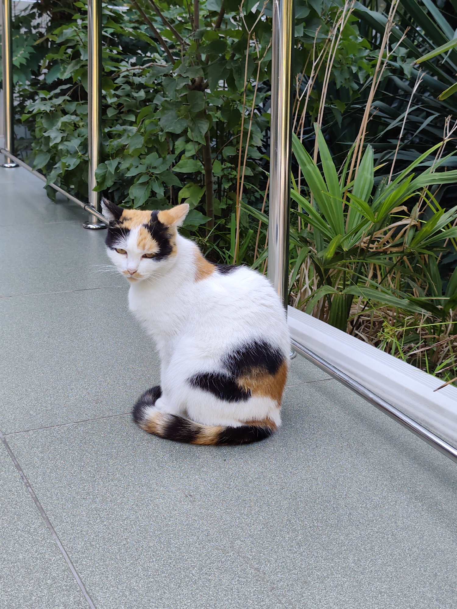 A calico cat with patches of white, black, and orange sits on a textured gray tiled surface. Its tail is curled around its body and exhibits a striped pattern of black, white, and orange. The cat is looking slightly to its left with yellow eyes. Behind the cat, a metal railing runs horizontally, with vertical metal posts supporting it. Beyond the railing, lush green foliage and tall, thin brown stalks are visible. The scene appears to be outdoors, possibly in a park or garden setting. The image is a medium shot, with the cat being the primary subject.