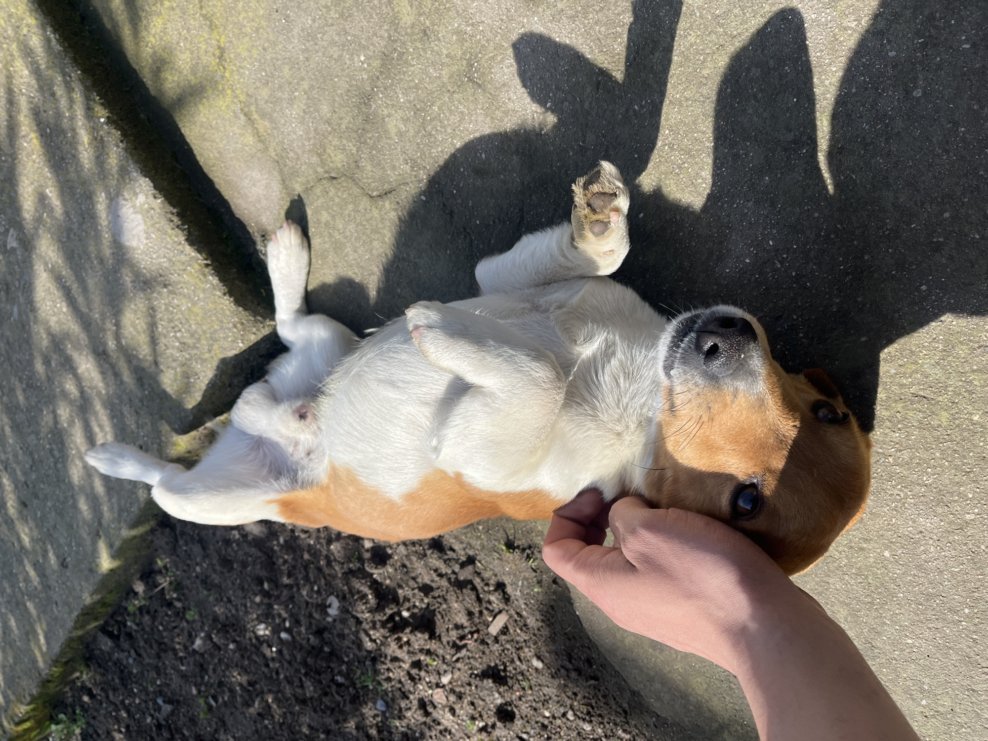 An overhead view captured in Razhevo Konare, Bulgaria, depicts a tan and white dog, consistent with a Jack Russell Terrier breed, lying on its back on a light grey concrete surface. The dog's four paws are curled inwards towards its torso, exposing its white belly. Its head is tilted upwards, looking towards the viewer, with dark eyes and a black nose visible. A human's light-skinned right hand is positioned on the dog's head, appearing to be petting or scratching it behind the ear. To the immediate left of the concrete, a strip of dark brown soil with small green vegetation is present, separated by a raised concrete or stone border. Strong direct sunlight illuminates the scene, casting sharp, elongated shadows on the concrete, including shadows from the dog's body and the human hand.