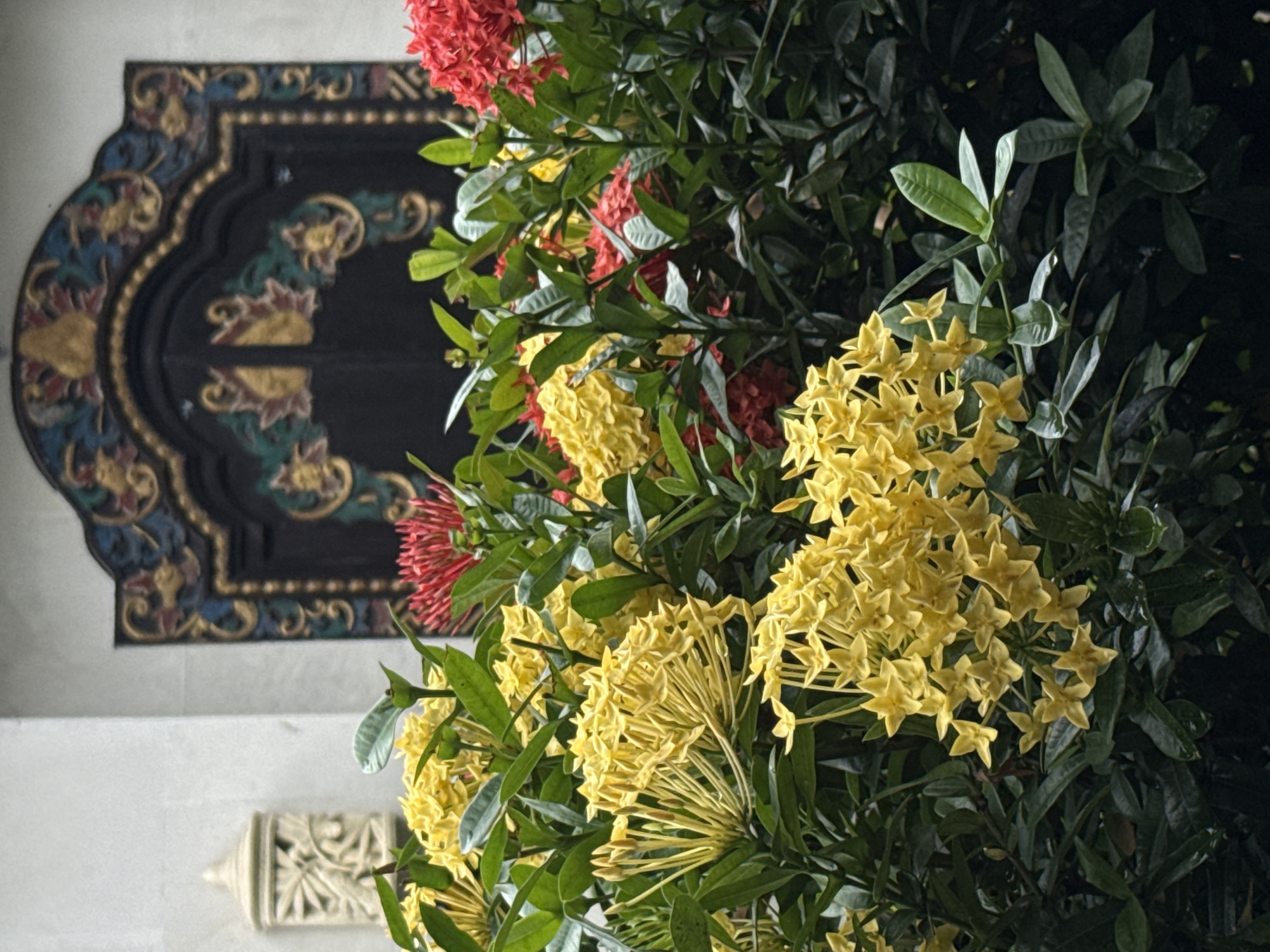 The image displays a vibrant botanical scene juxtaposed with traditional architecture, set in North Kuta, Indonesia. The foreground is dominated by lush green foliage, featuring abundant clusters of yellow Ixora flowers (Santan) and smaller groupings of red Ixora flowers, creating a striking contrast of colors and textures.
In the background, against a light-colored wall, an intricately carved, dark wooden panel is partially visible on the left. This ornate carving showcases traditional Indonesian motifs, including elaborate scrolling patterns and stylized floral designs, highlighted with gold, blue, and reddish-brown accents. Below this larger panel, a smaller, light-colored carved stone ornament, possibly a decorative bracket or finial, is also visible on the wall.
The setting appears to be an outdoor or semi-outdoor space, such as a garden, courtyard, or the facade of a building, typical of tropical environments and traditional Indonesian architecture. The lighting is soft and diffused, suggesting daytime conditions, possibly in shade or during morning/late afternoon, which accentuates the rich colors of the flowers and the details of the carvings. No specific activity or event is taking place; the scene is static and decorative. There is no visible text in the image. The overall impression is one of natural beauty, cultural heritage, and tranquility.