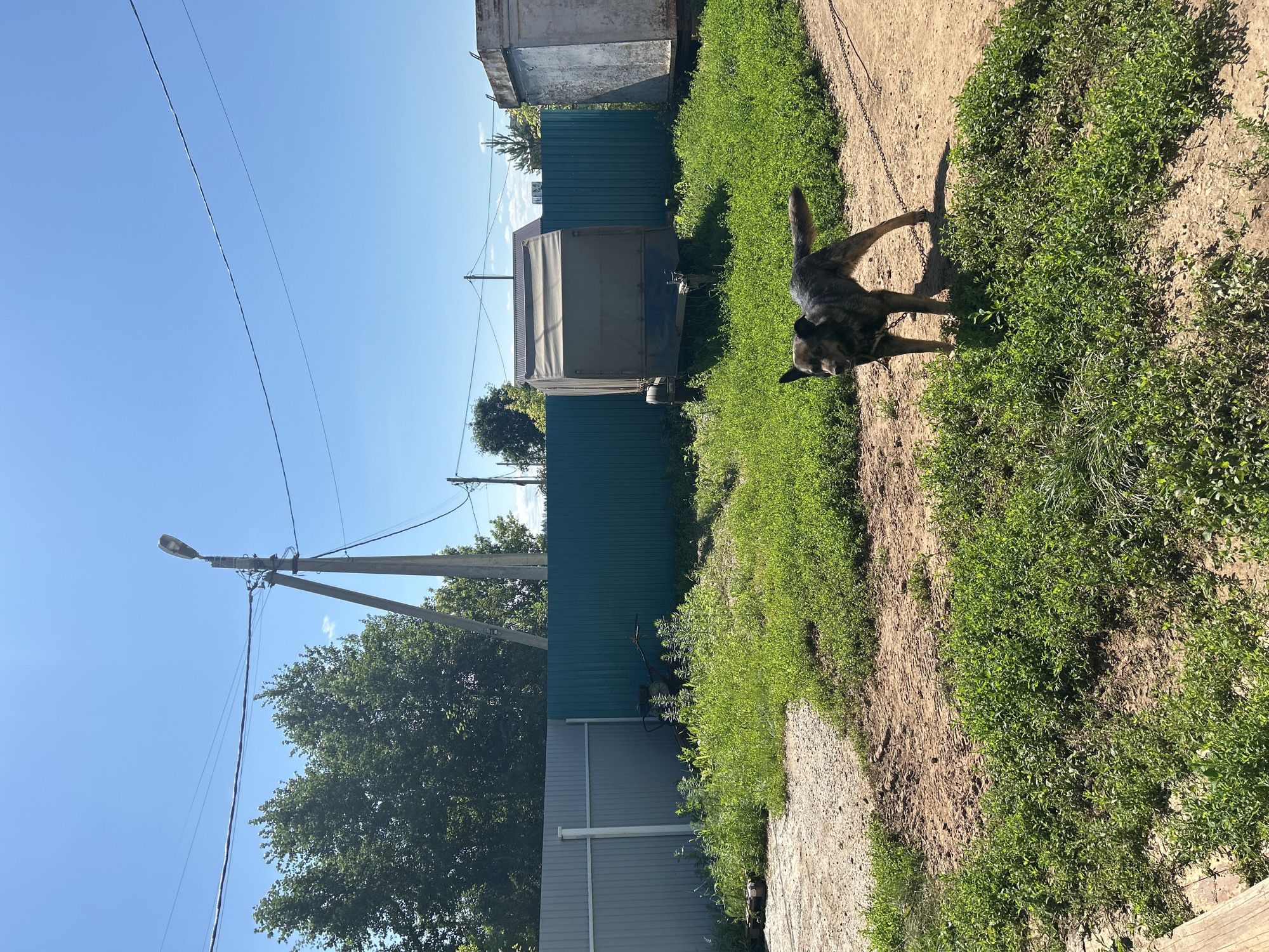 In the city of Petovka, Russia, a medium-sized, dark-colored dog with short fur stands on a dirt path in a grassy, outdoor area. The dog is tethered by a chain to a stake or anchor point, which extends out of frame to the right. The dog is facing left with its head turned towards the viewer. Behind the dog, a teal-colored metal fence runs horizontally across the middle ground, separating the yard from a treeline. To the left of the fence, a light gray metal fence segment is visible. In front of the teal fence, various objects are present, including a green canvas-covered trailer with wheels, and a small tiller or garden implement. In the background, a light pole with a street lamp is prominent against a clear blue sky. Further in the distance, trees and the roofline of a building can be seen. The ground is a mix of dirt and green grass, with some patches of exposed soil. The overall scene depicts a rural or semi-rural setting under bright daylight.