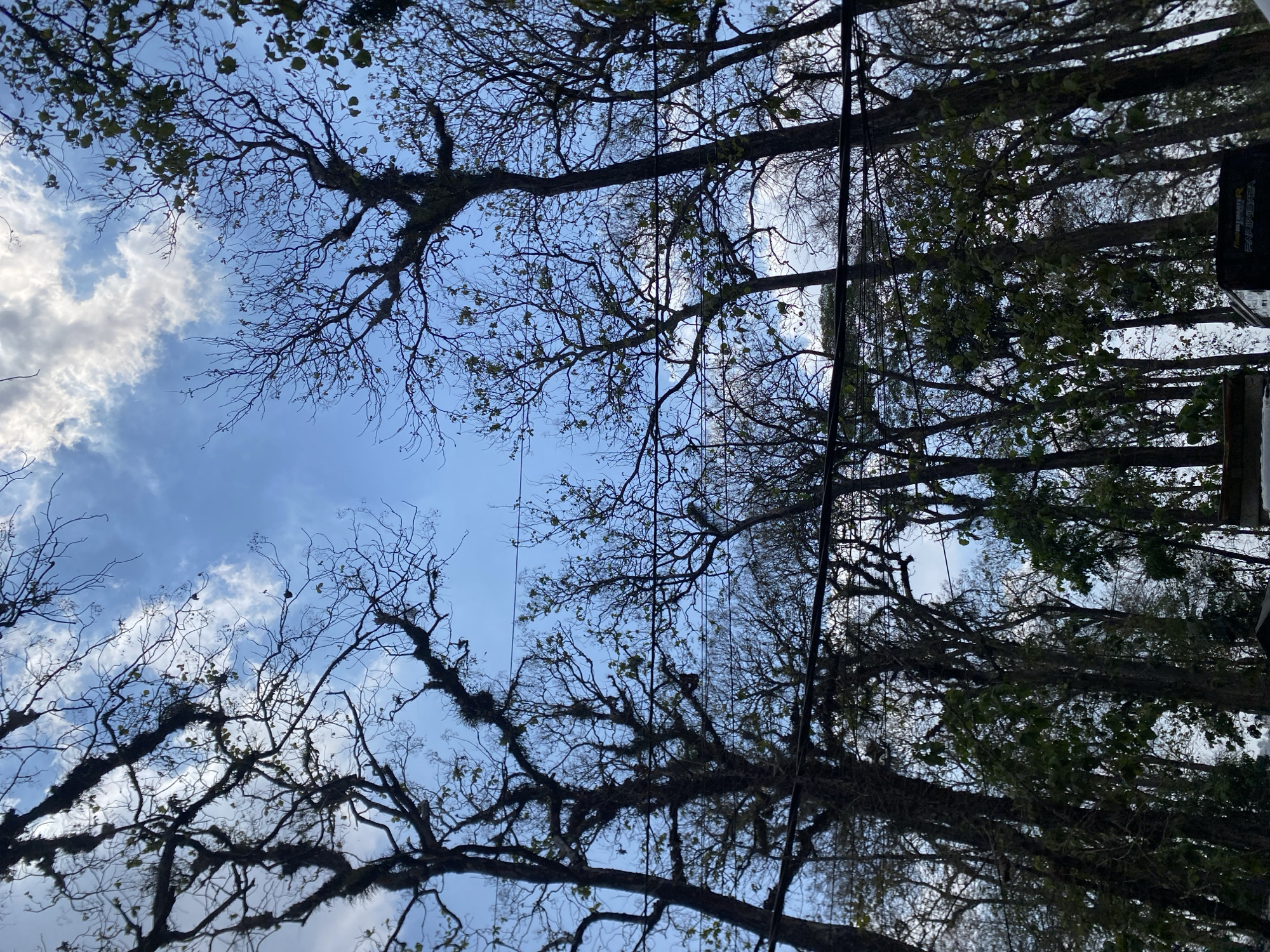 The image shows a low-angle view of tall trees with bare branches reaching towards a bright blue sky with scattered white clouds. Some branches are covered in moss or epiphytes. Several electrical wires are strung horizontally across the frame, partially obscuring the trees and sky. The lower part of the image is darker, with more dense foliage visible, suggesting a forest or dense tree cover. A small portion of what appears to be a building or structure is visible at the very bottom edge, and a dark rectangular object, possibly a speaker or box with text, is in the bottom right corner. The scene appears to be an outdoor environment, likely a park or natural area within the city of Ketileng, Indonesia, captured during daylight. There are no people visible in the image.