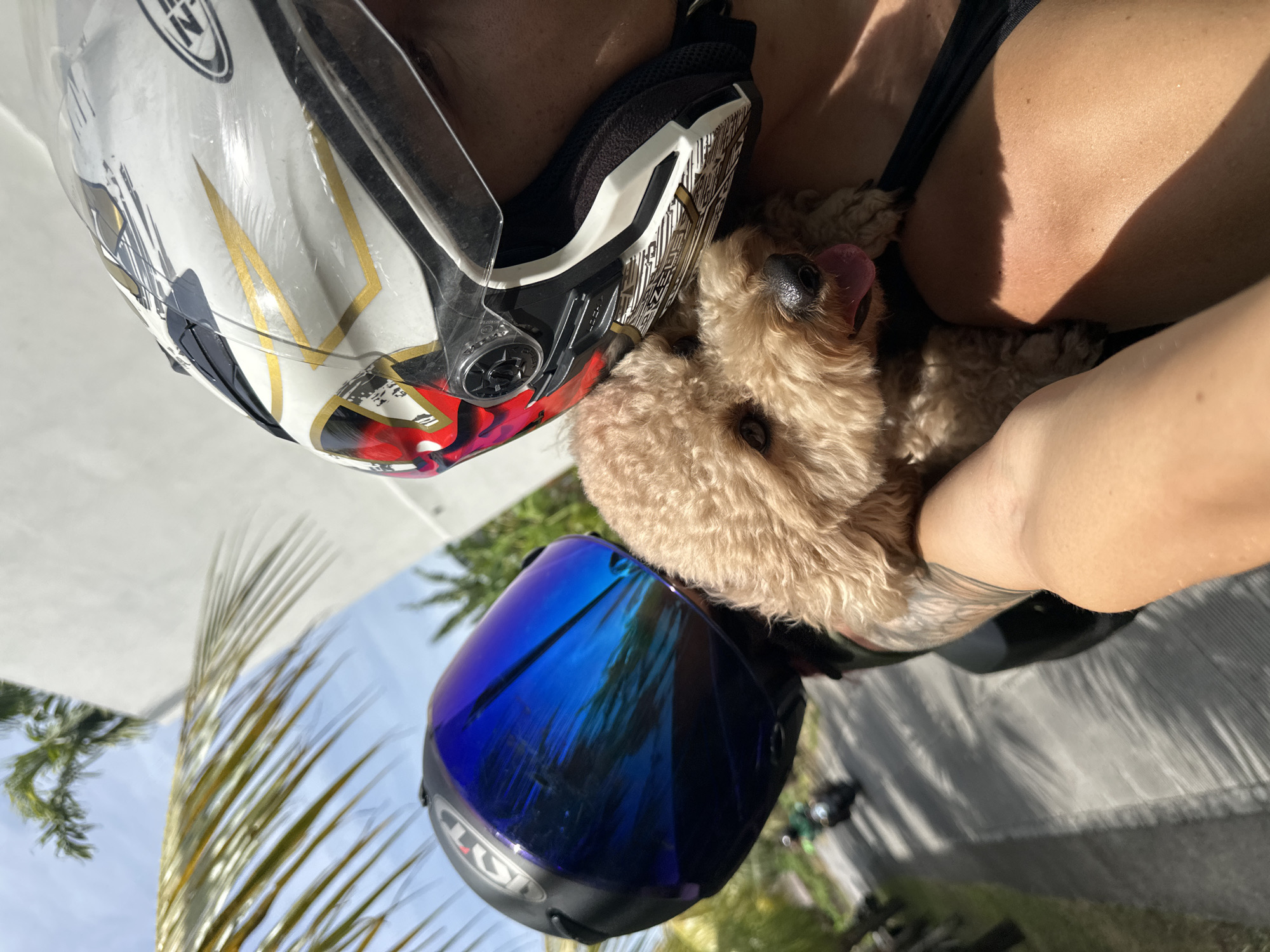 The image captures a close-up, dynamically angled scene featuring a person holding a small, fluffy light brown dog, with two motorcycle helmets prominently displayed. The setting is outdoors under bright daylight, indicated by strong shadows and vibrant colors, consistent with a tropical location like North Kuta, Indonesia.
The primary subject is a person, whose upper torso and arms are visible, clad in a dark-colored top, possibly a bikini. Their skin is sun-kissed, exhibiting clear patterns of light and shadow. A distinctive tattoo with intricate designs is visible on the person's left arm. The person is tenderly holding a small, tan-colored dog with curly fur, which has its tongue playfully sticking out and is looking upwards.
Two motorcycle helmets are central to the composition. One, a white helmet with a clear visor, features intricate gold, black, and red graphic designs. Partial lettering, possibly "HJC", is visible on its side. The second helmet, positioned lower in the frame, has a striking blue mirrored visor that reflects palm trees and the bright sky. The brand "KYT" is clearly visible on the chin bar of this helmet.
The background includes a bright blue sky, lush green palm fronds, and a paved or concrete surface. The strong lighting suggests it is midday or early afternoon. The scene conveys a moment of companionship between the person and the dog, possibly during a break from a motorcycle journey in a warm, sunny environment.