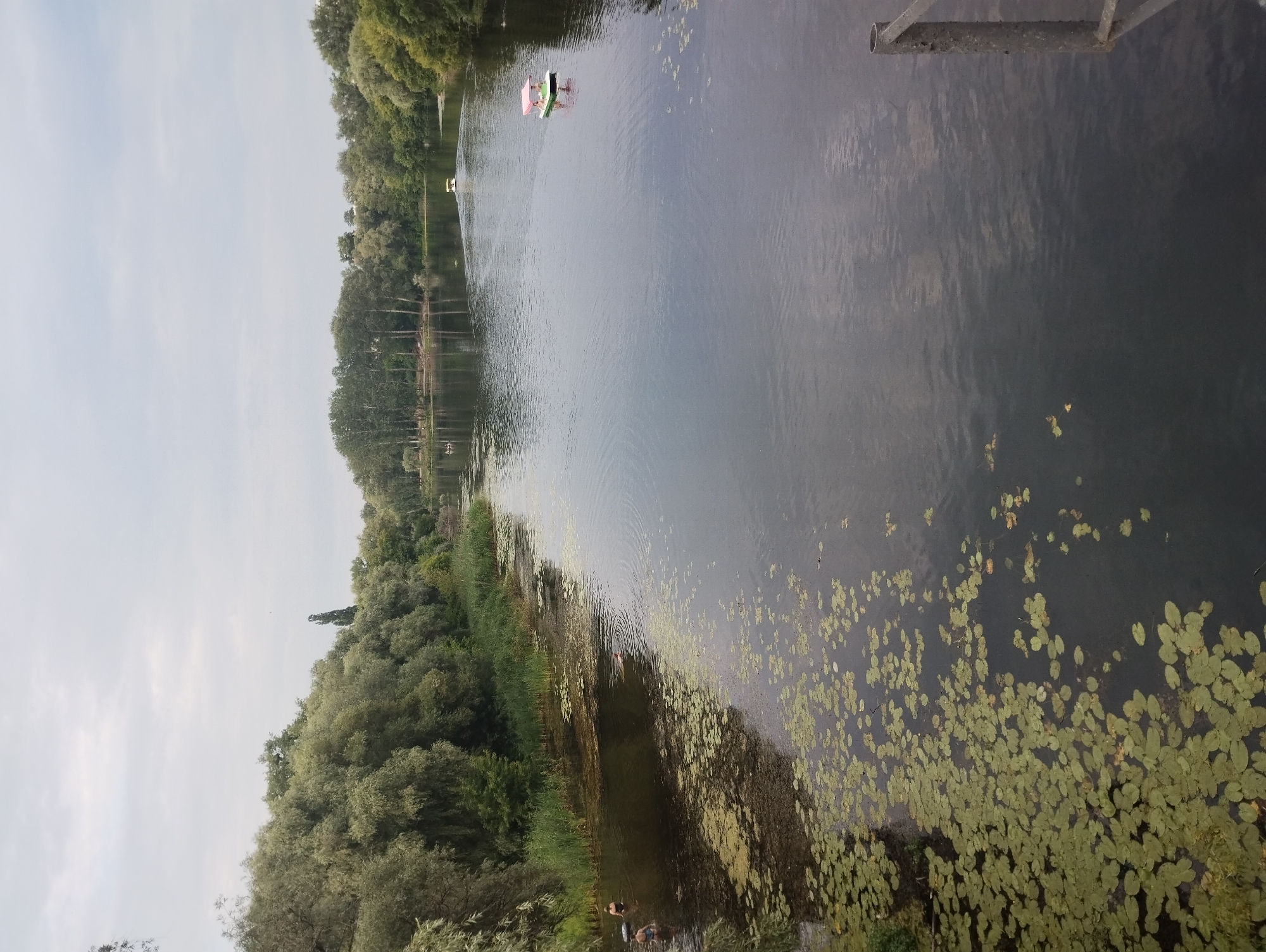 The image depicts a wide, calm river flowing through a park-like setting in Sumy, Ukraine. The riverbanks are densely lined with lush green trees, some with weeping branches, creating a natural canopy. The water is partially covered with lily pads, especially on the left side of the image. In the foreground on the left, three individuals are partially submerged in the shallow water, appearing to be swimming or wading. Further into the river, on the right side, a small, brightly colored pedal boat with a pink canopy is navigating. In the distance, another small boat is visible, leaving a wake on the water. The sky is overcast with a light gray cloud cover, suggesting a temperate, possibly humid day. The overall scene conveys a peaceful, recreational atmosphere within a natural environment.