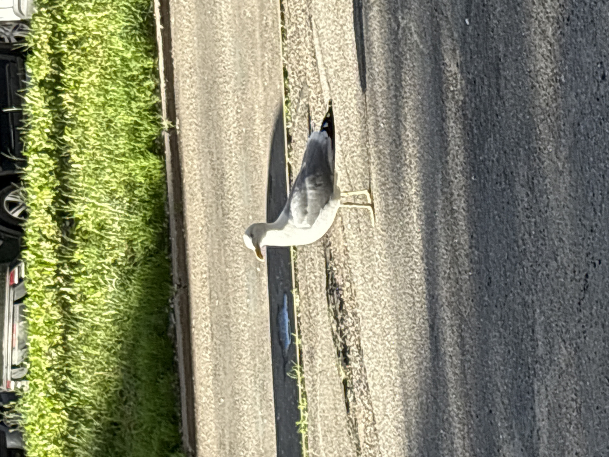 A seagull stands on an asphalt surface with a strip of green grass and a curb in the background. The seagull is facing right and its head is turned slightly to the left. The asphalt is textured and shows shadows. The grass is lush and green. The curb is dark and appears to be made of concrete. The environment suggests an urban setting, possibly near a park or a waterfront in Saint Petersburg, Russia.